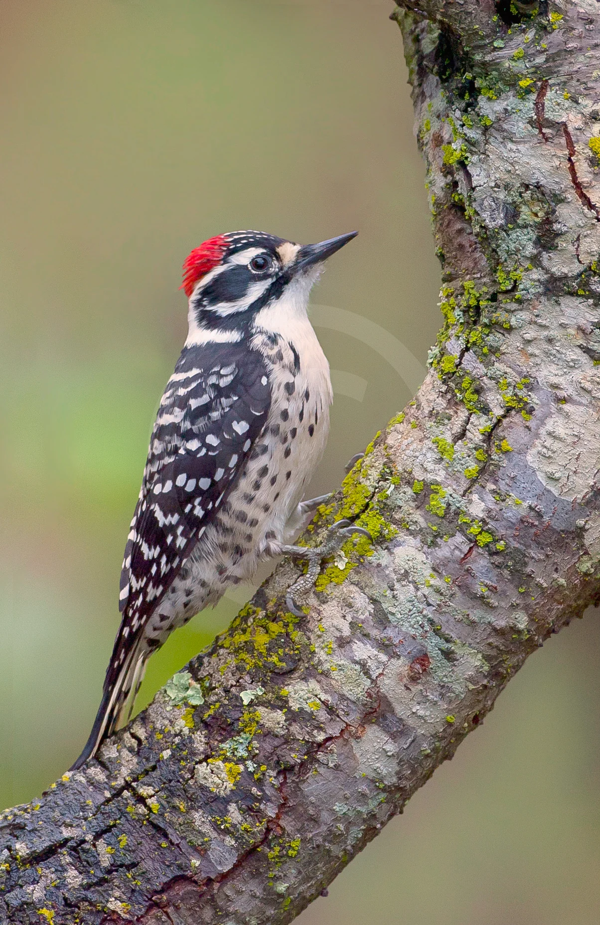 Nuttall's Woodpecker