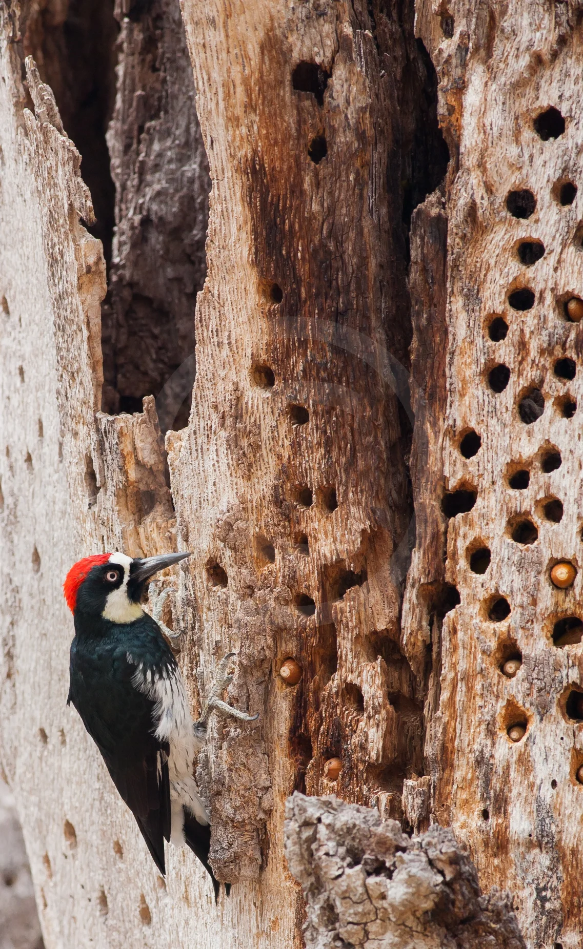 Acorn Woodpecker