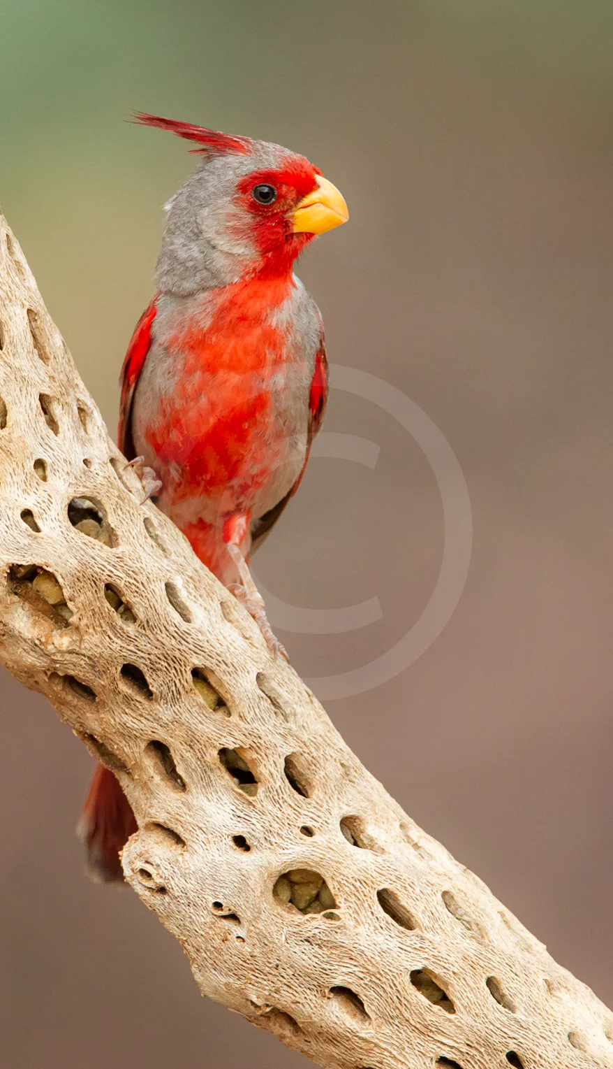 Pyrrhuloxia