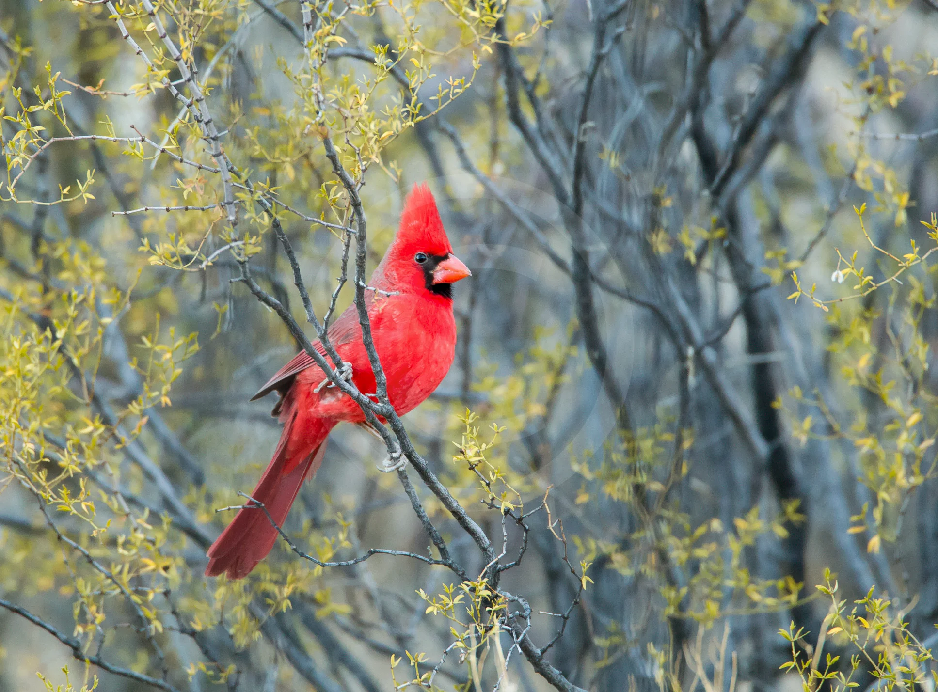 Northern Cardinal
