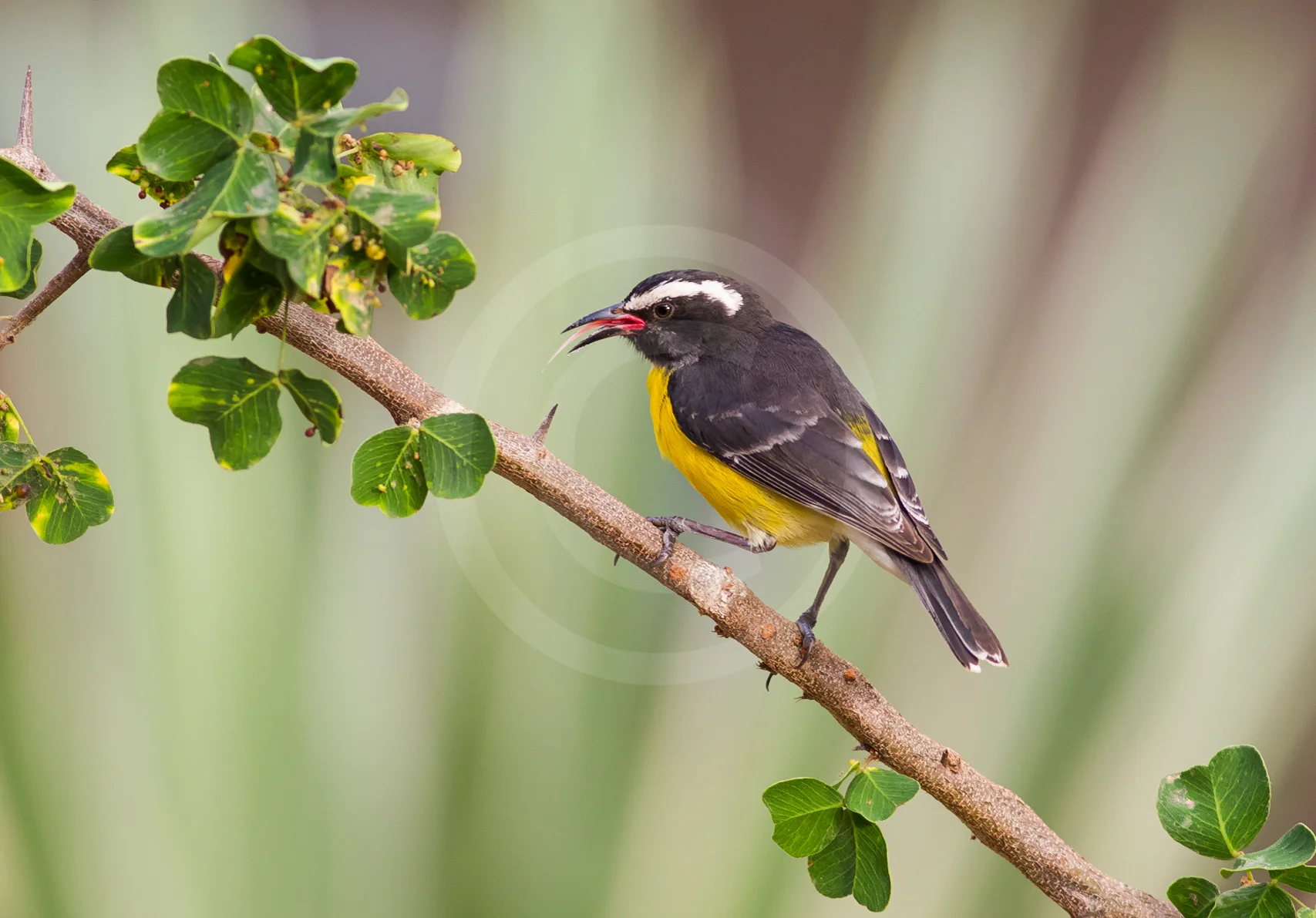 Bananaquit