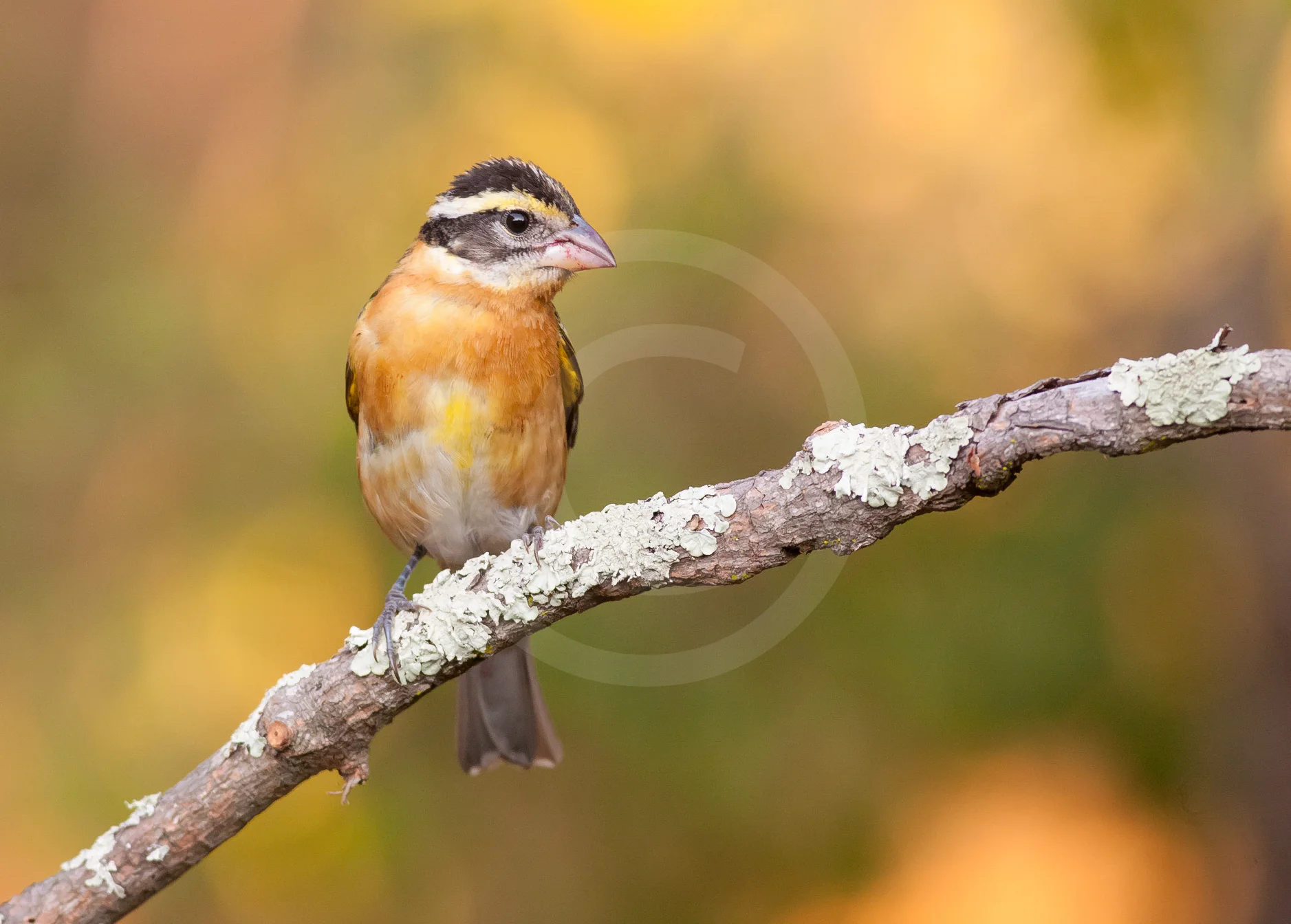 Black-headed Grosbeak