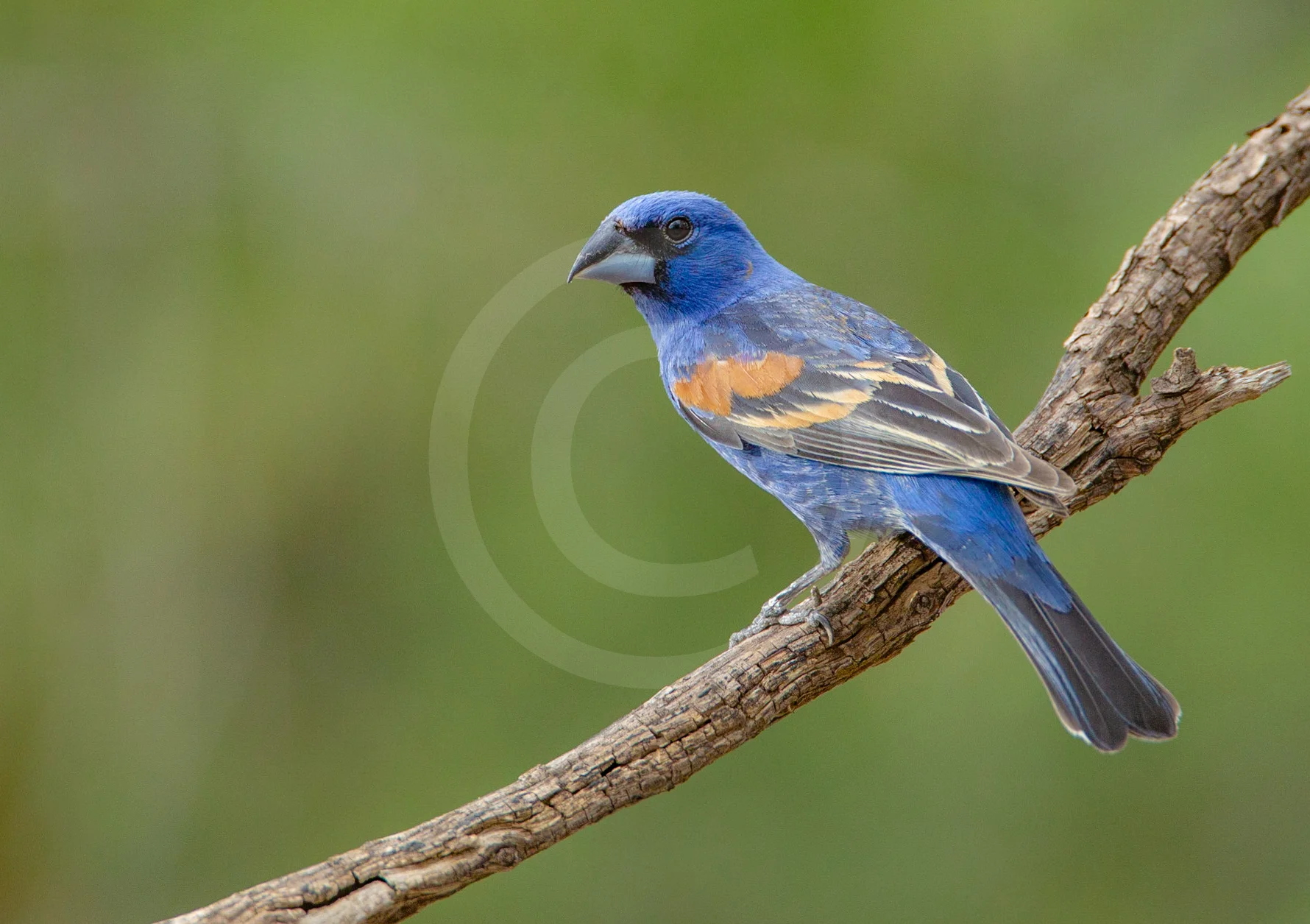 Blue Grosbeak