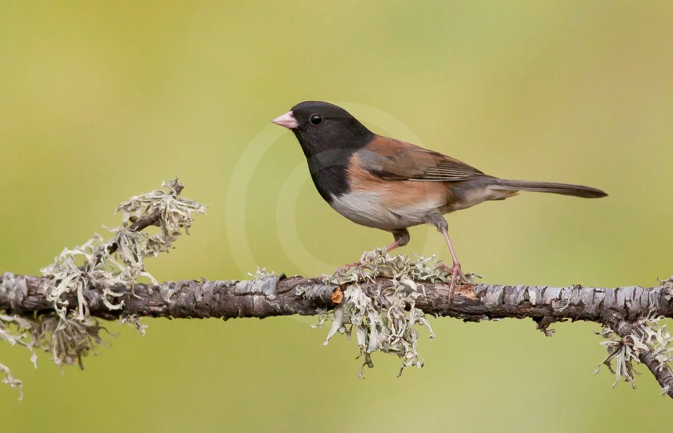 Dark-eyed Junco