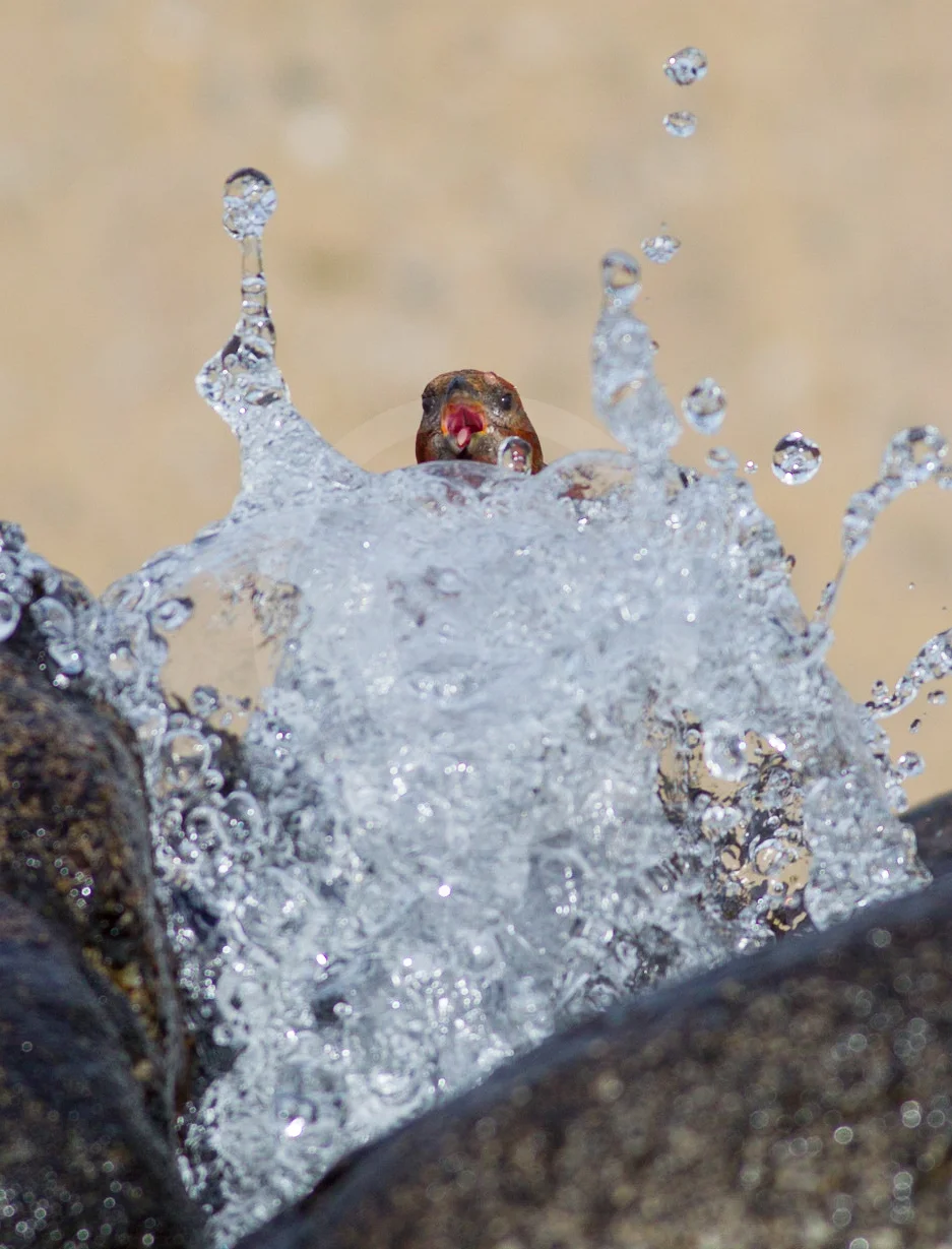Red Crossbill