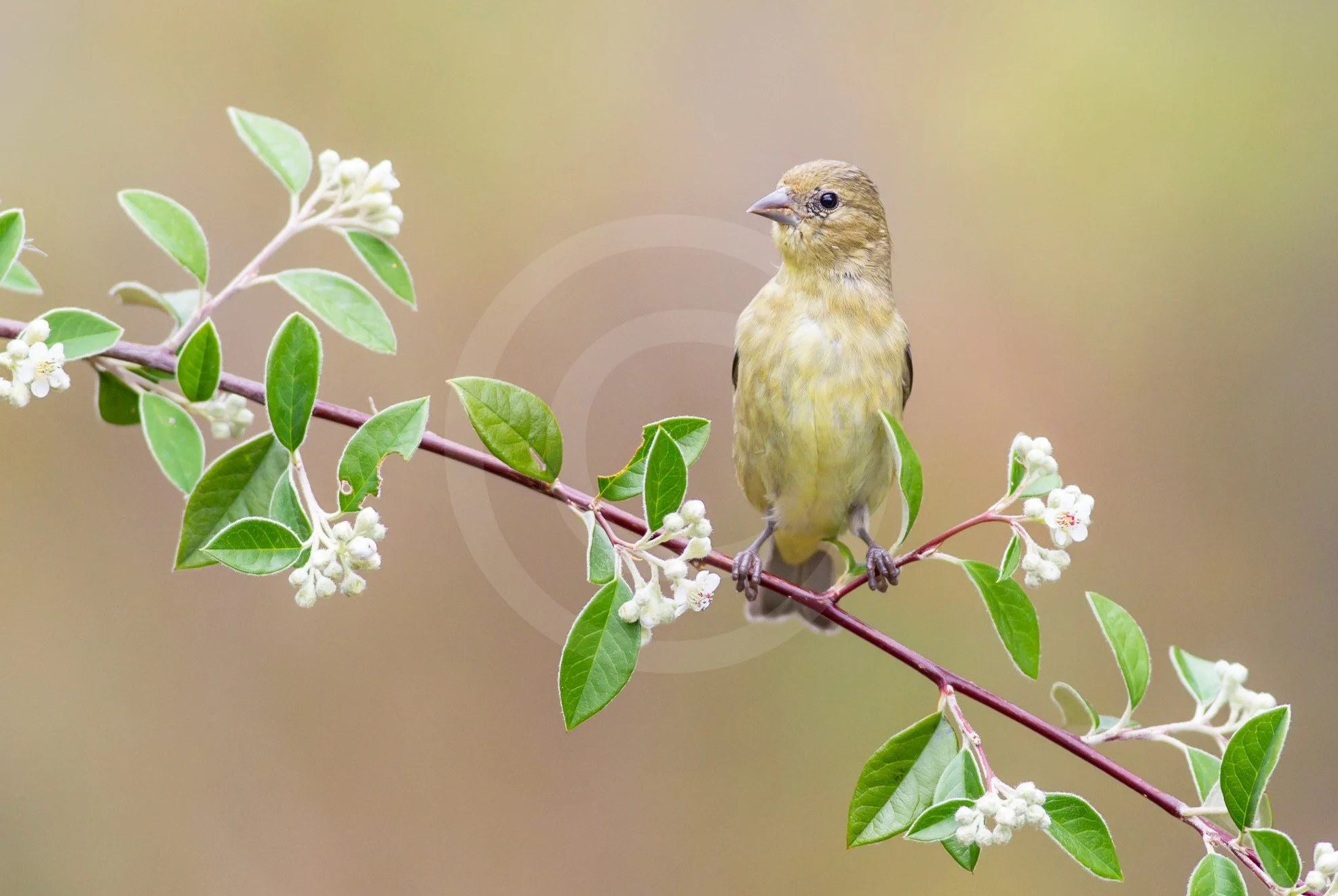 Lesser Goldfinch