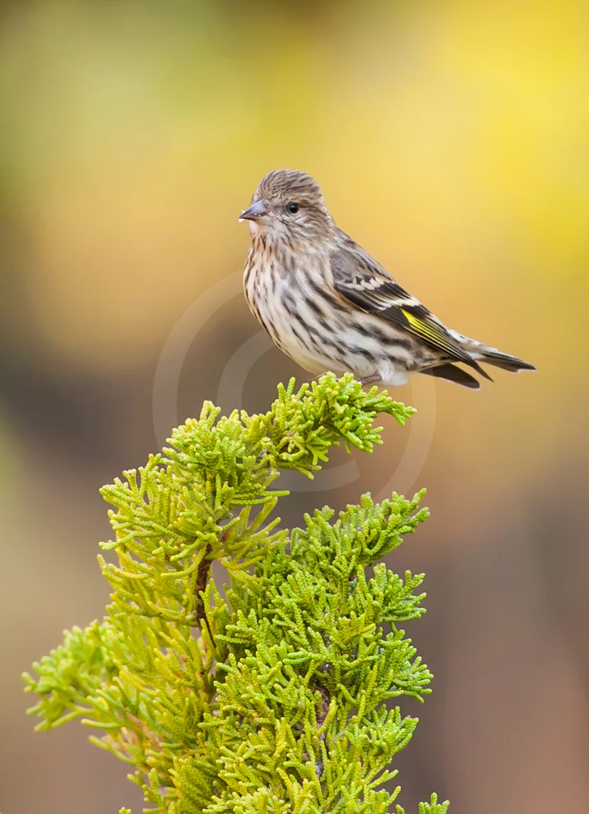 Pine Siskin
