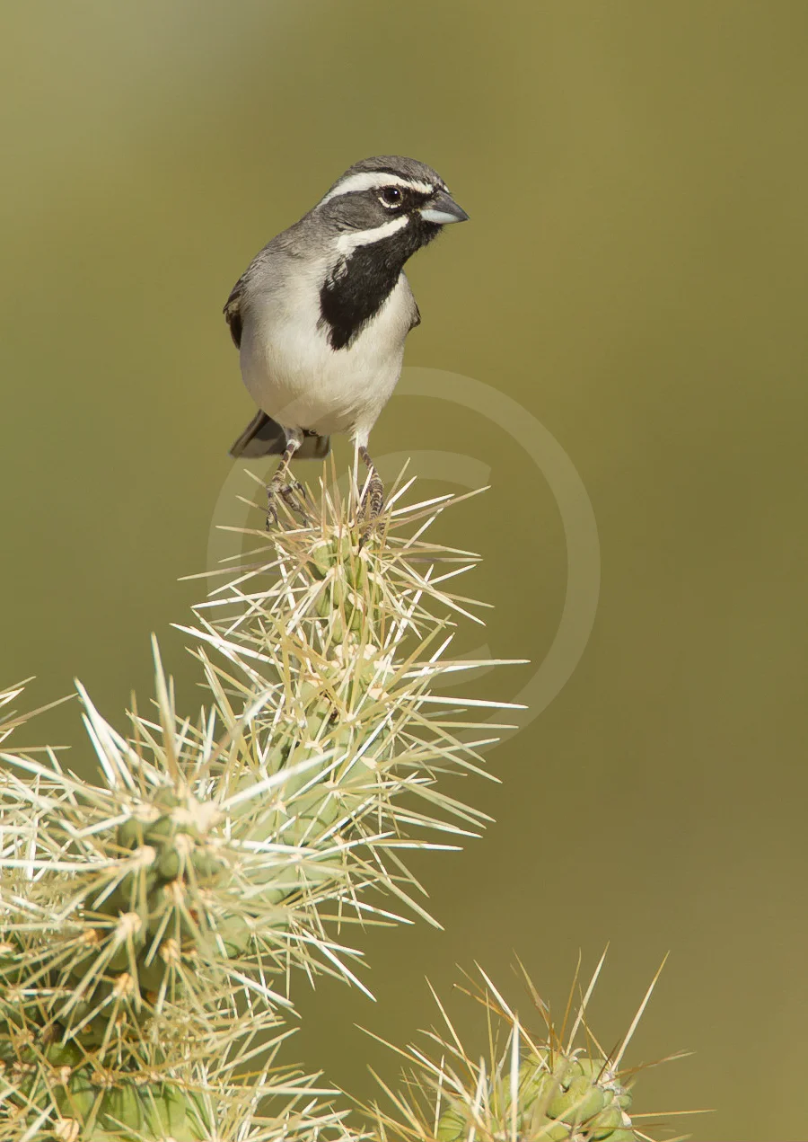 Black-throated Sparrow