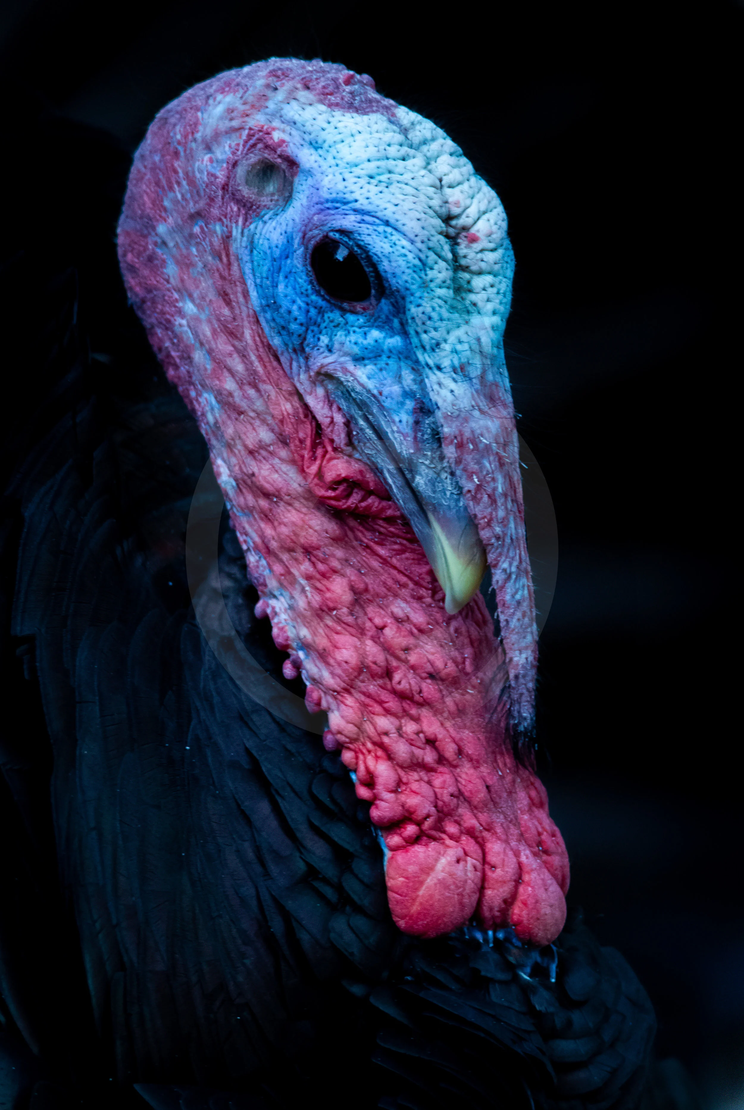 American Turkey