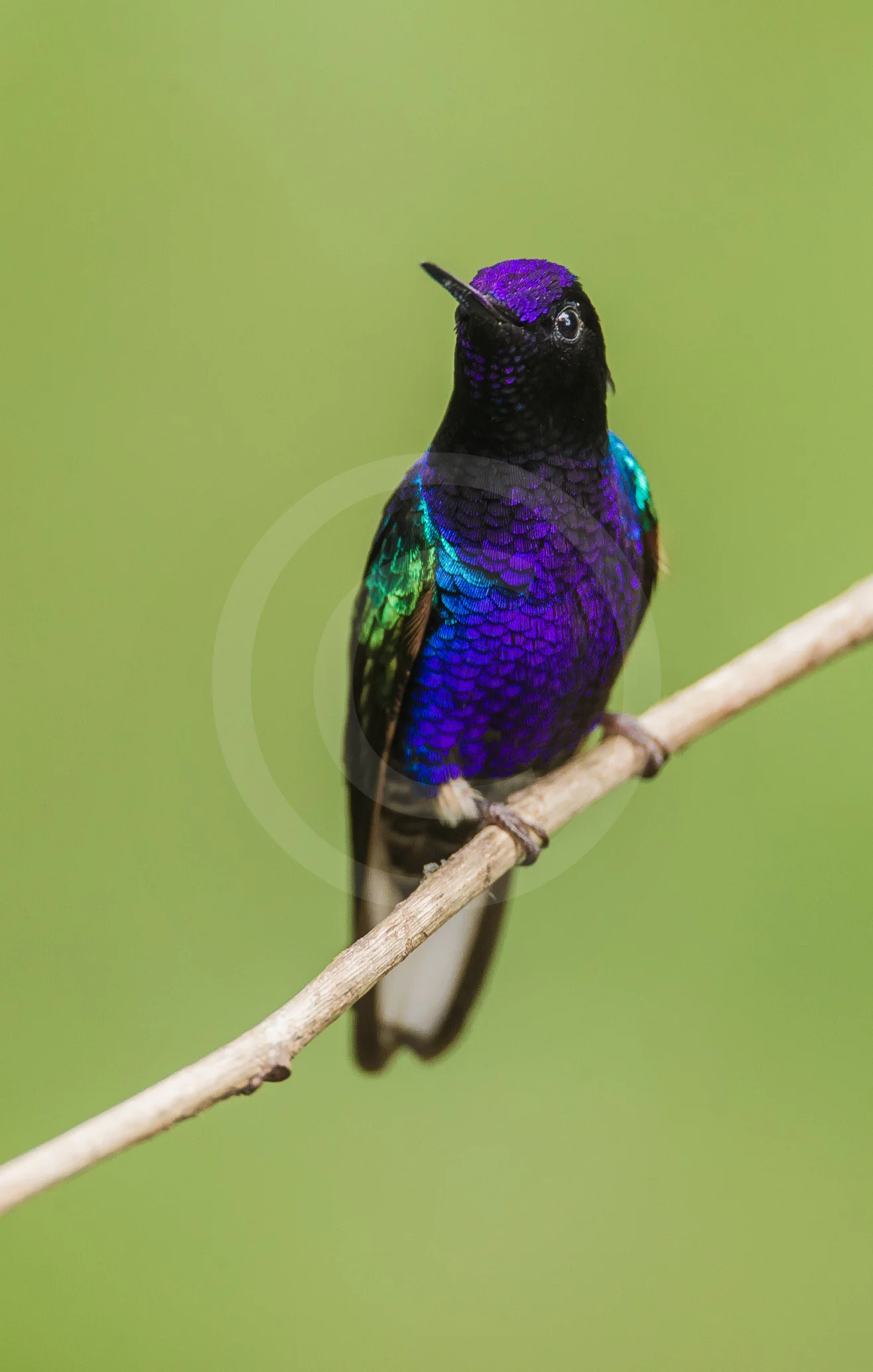 Velvet-purple Coronet