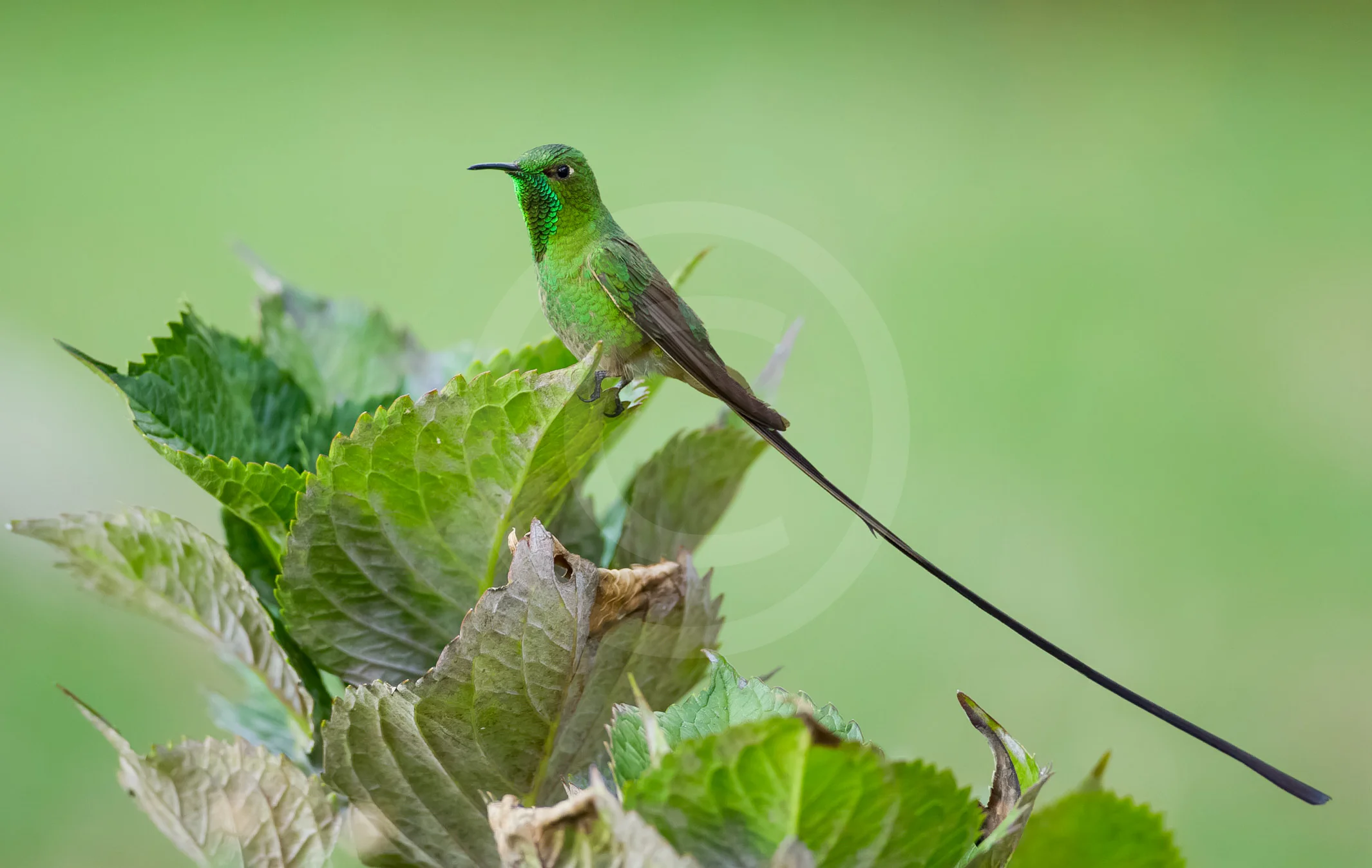 Black-tailed Trainbearer