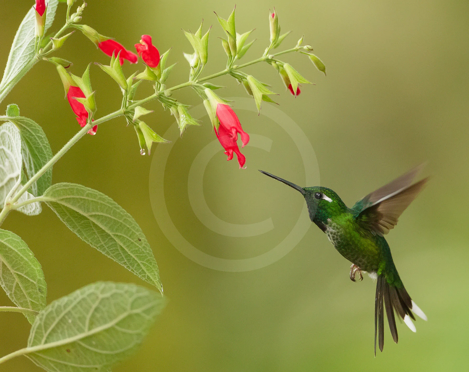 Purple-bibbed White-tip