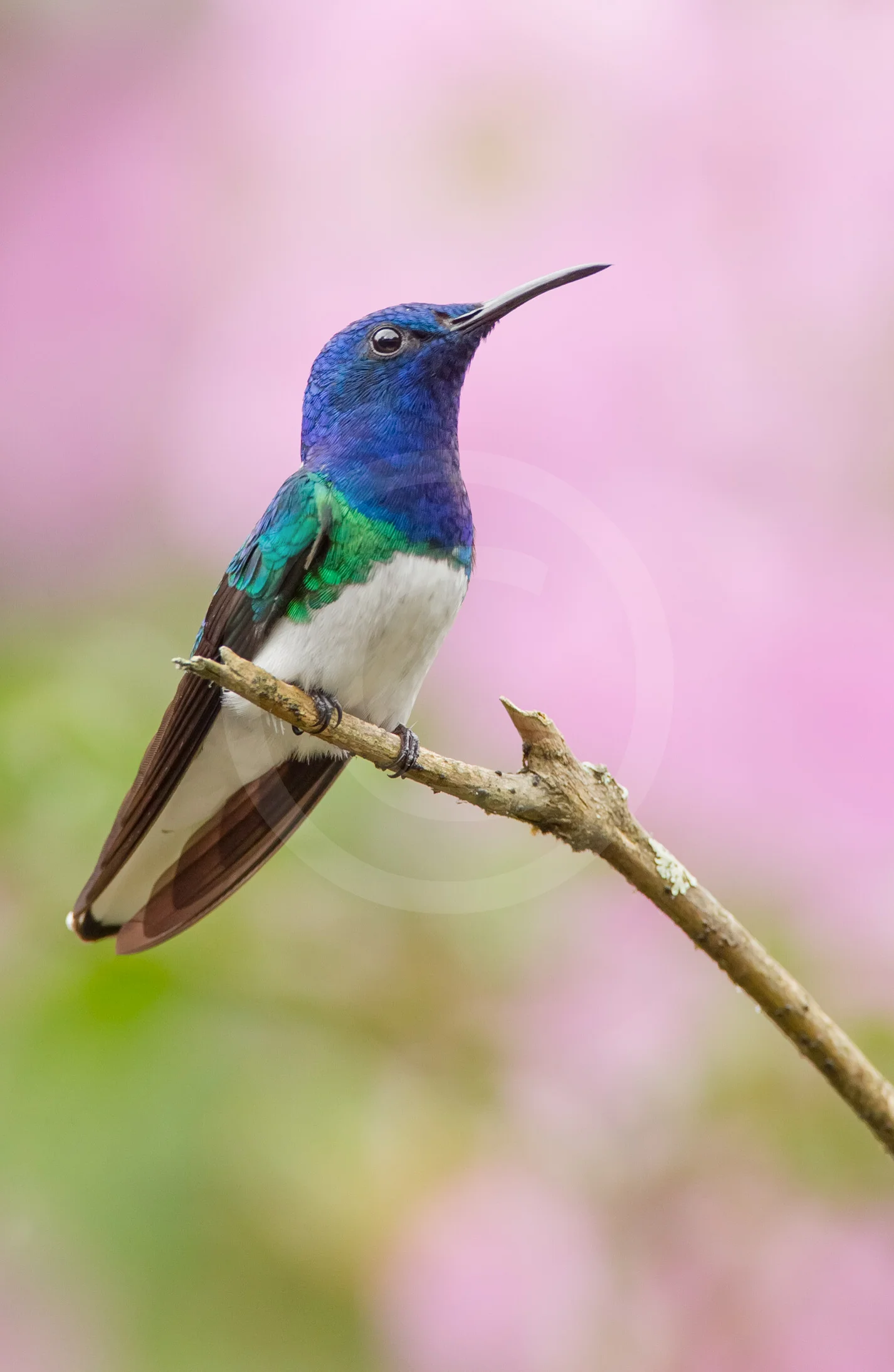 White-necked Jacobin