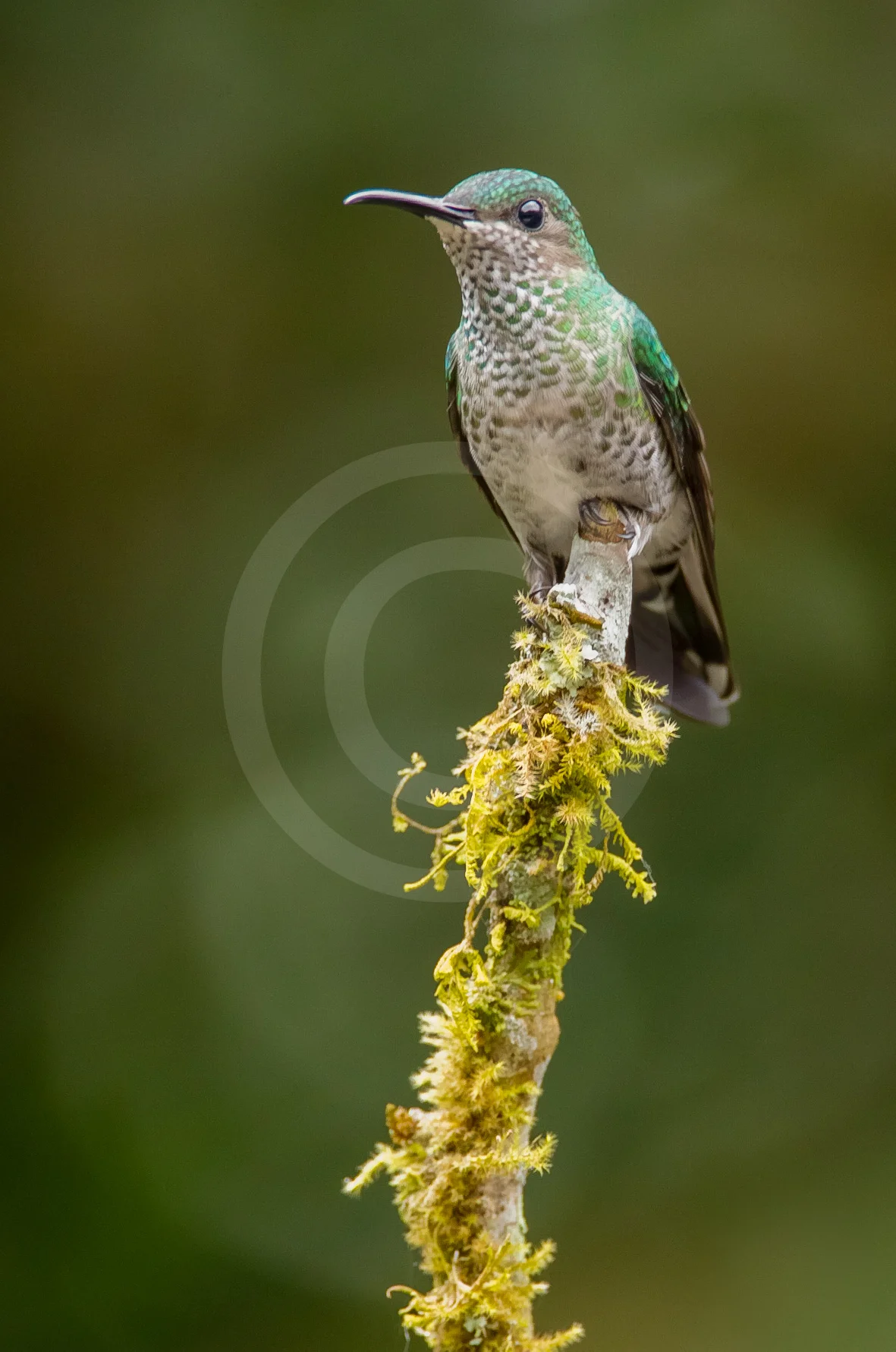 White-necked Jacobin