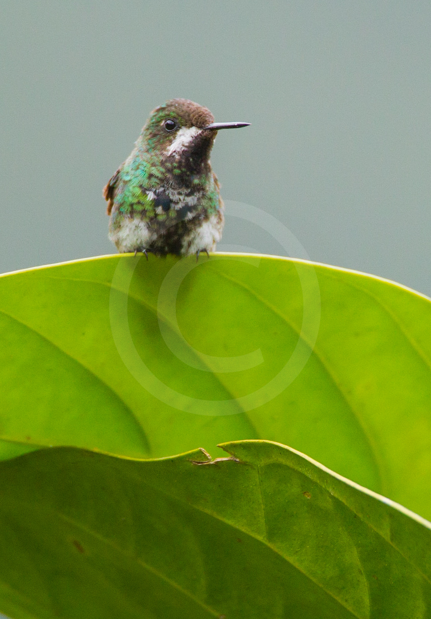 Green Thorntail