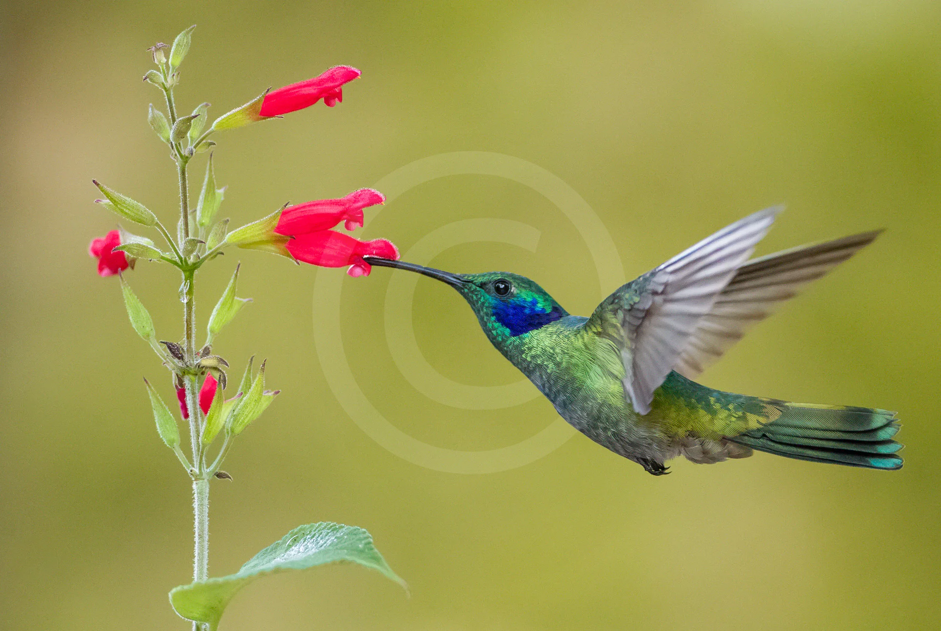 Green Violetear