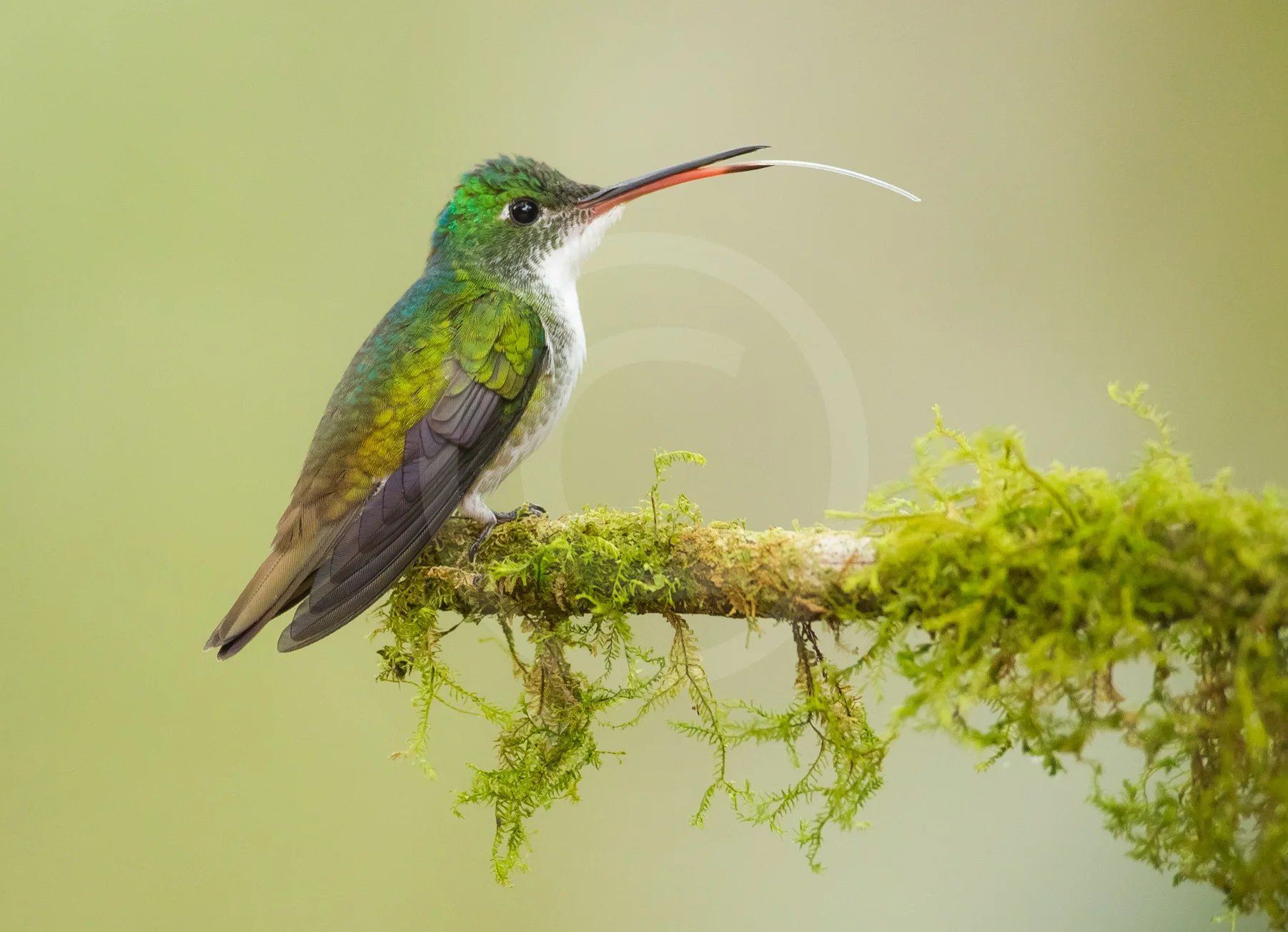 Andean Emerald