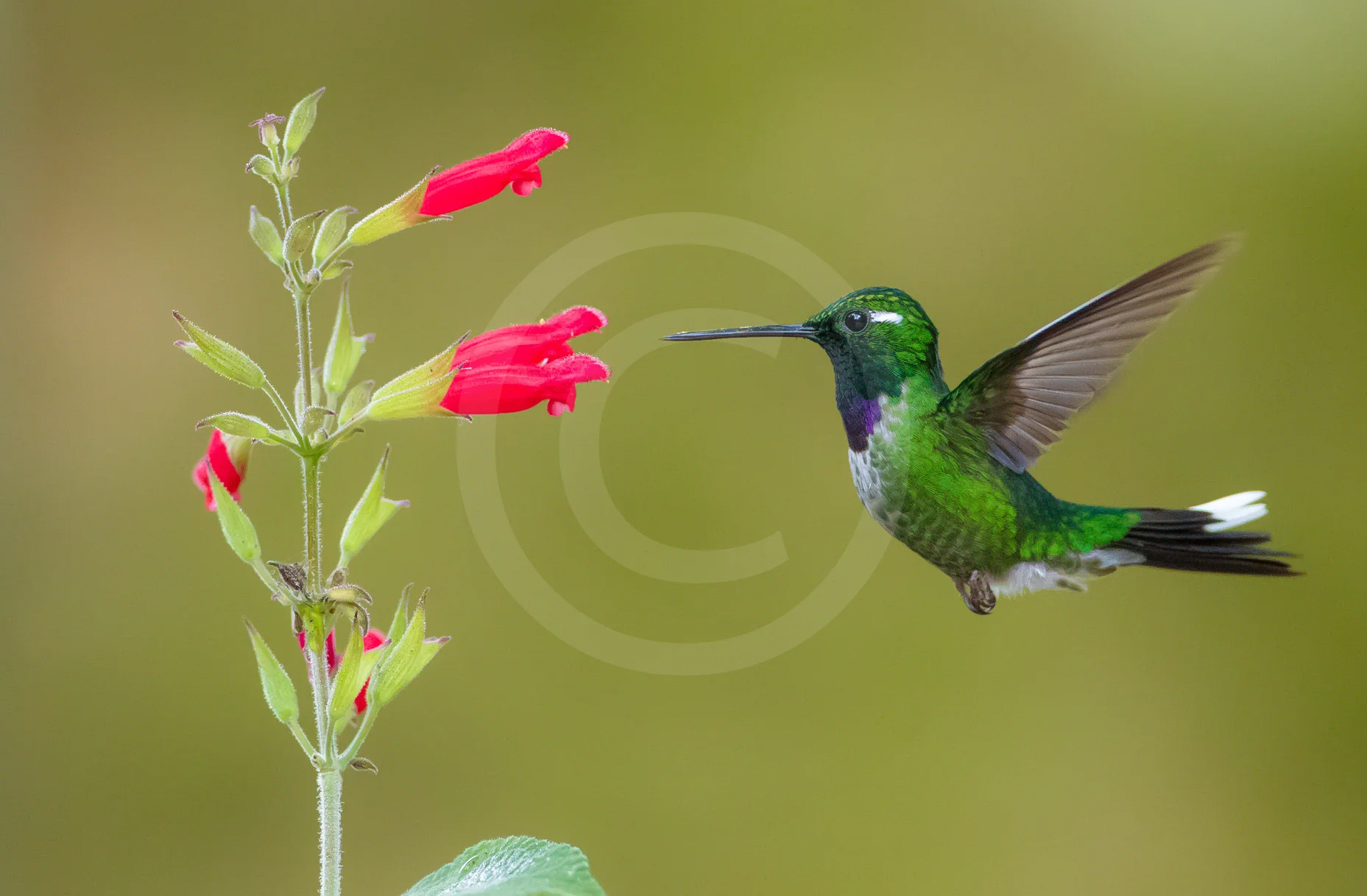 Purple-bibbed White-tip