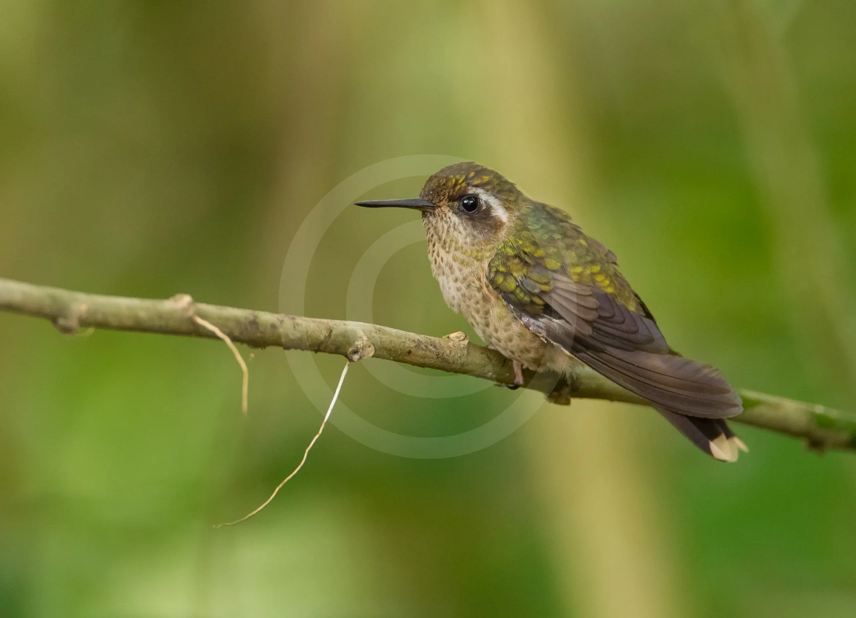 Speckled Hummingbird