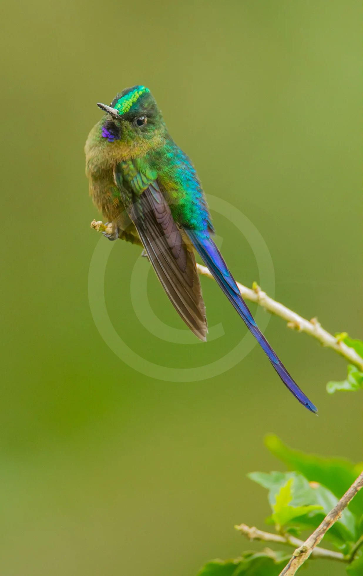 Violet-tailed Sylph