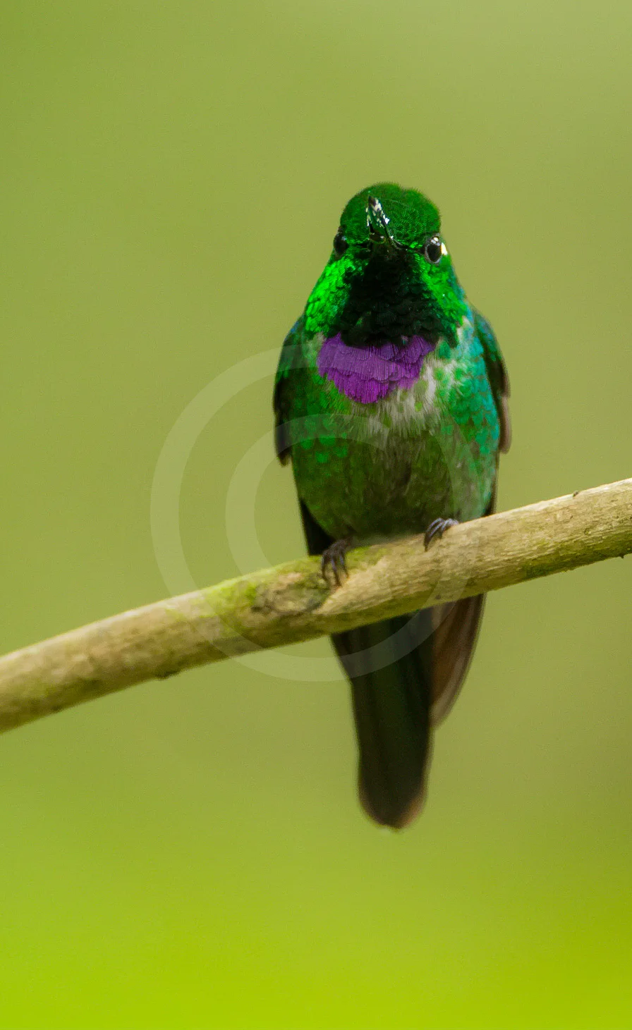 Purple-bibbed White-tip