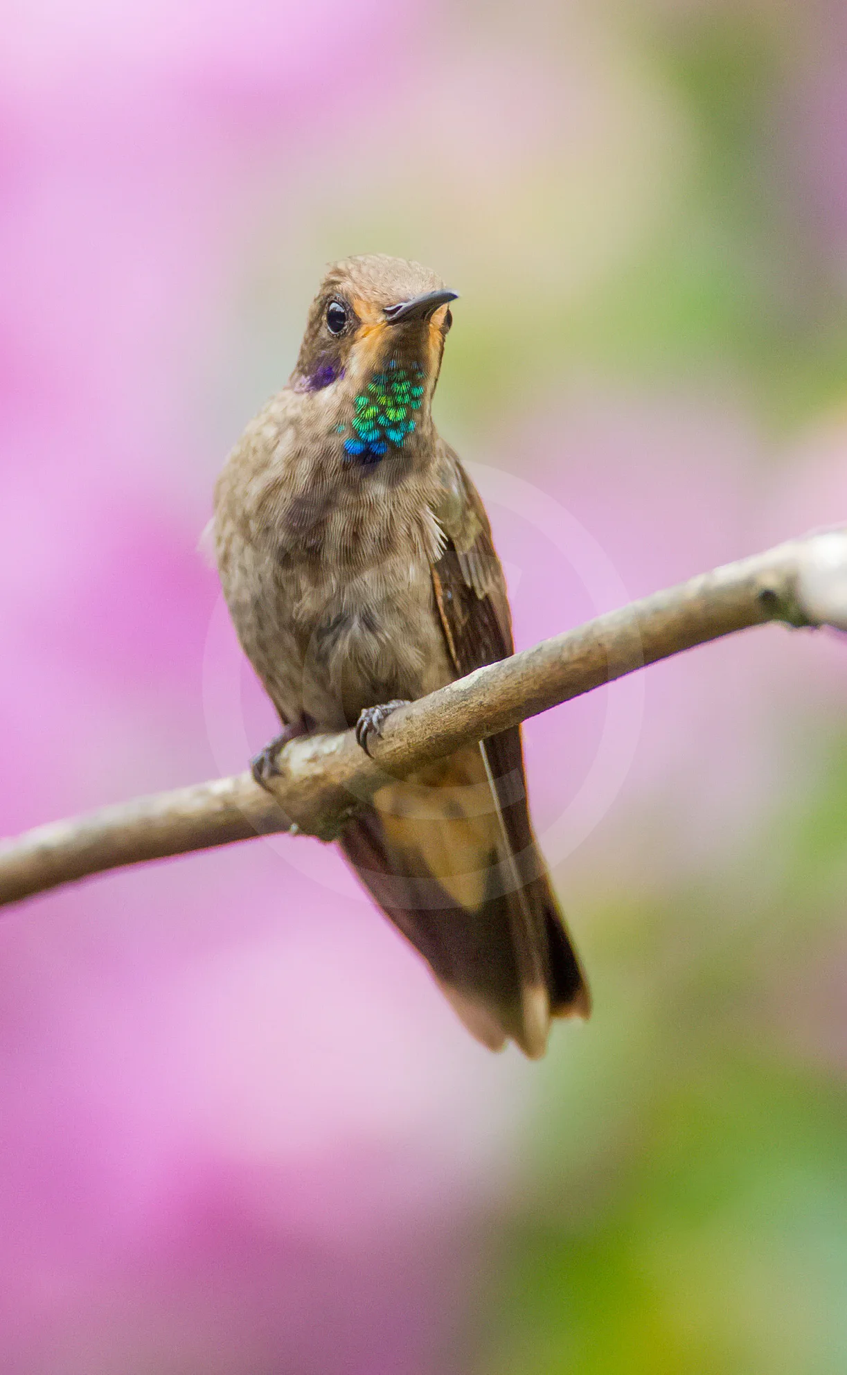 Brown Violetear