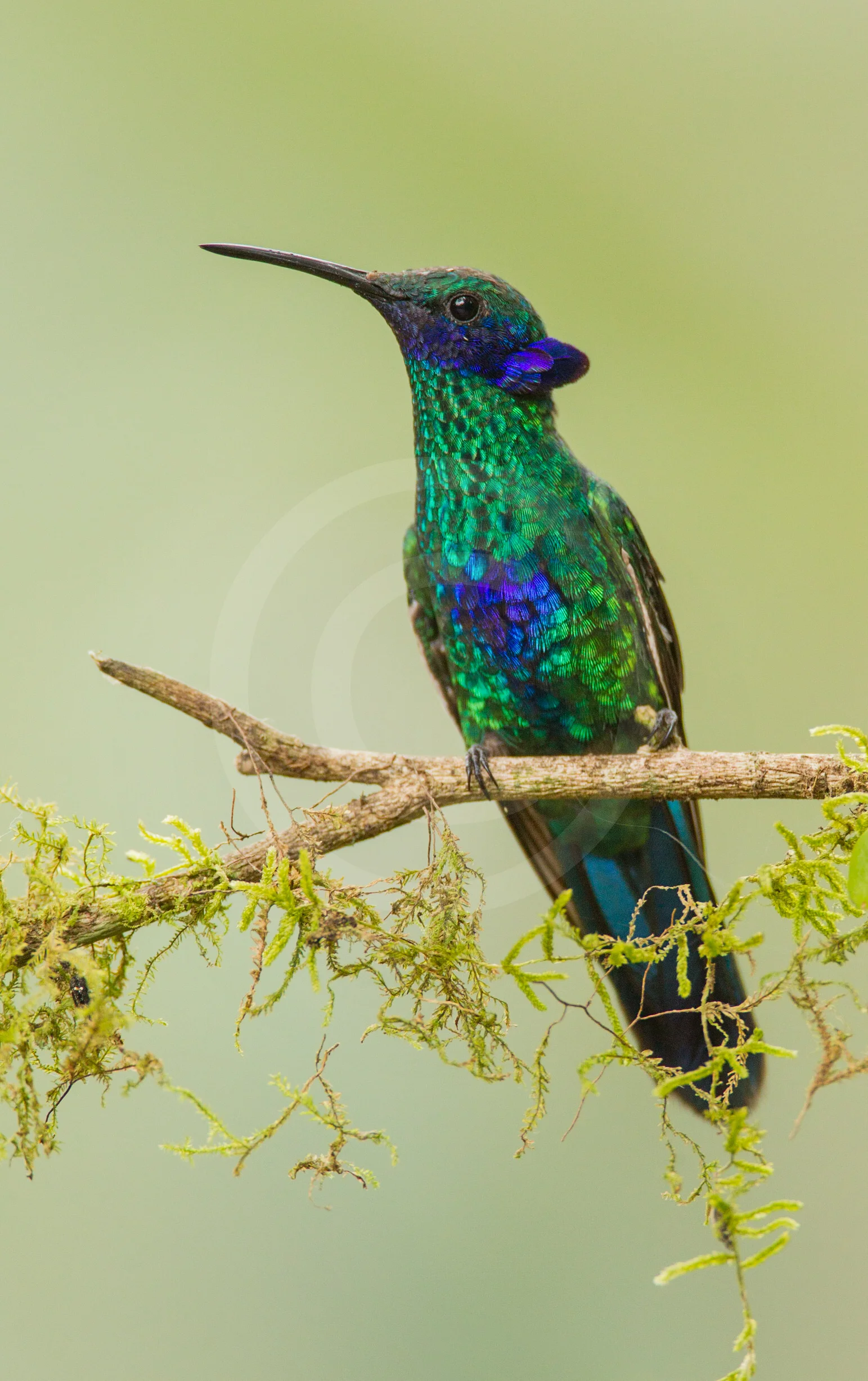 Shining Violetear