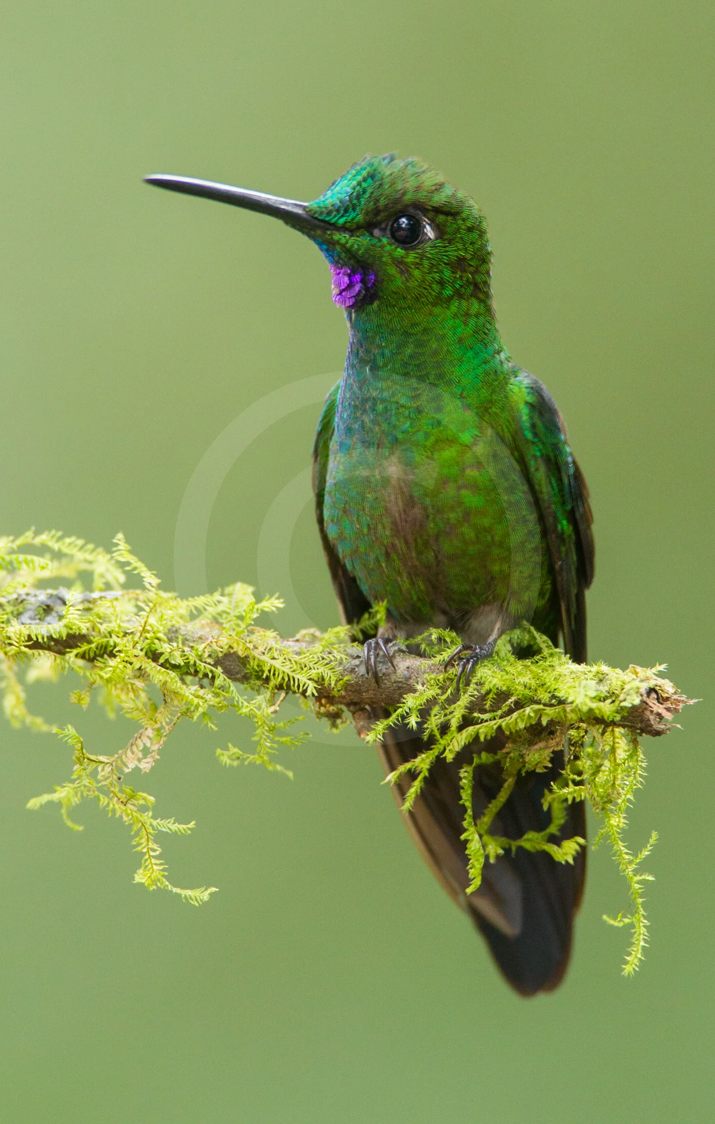 Green-crowned Brilliant