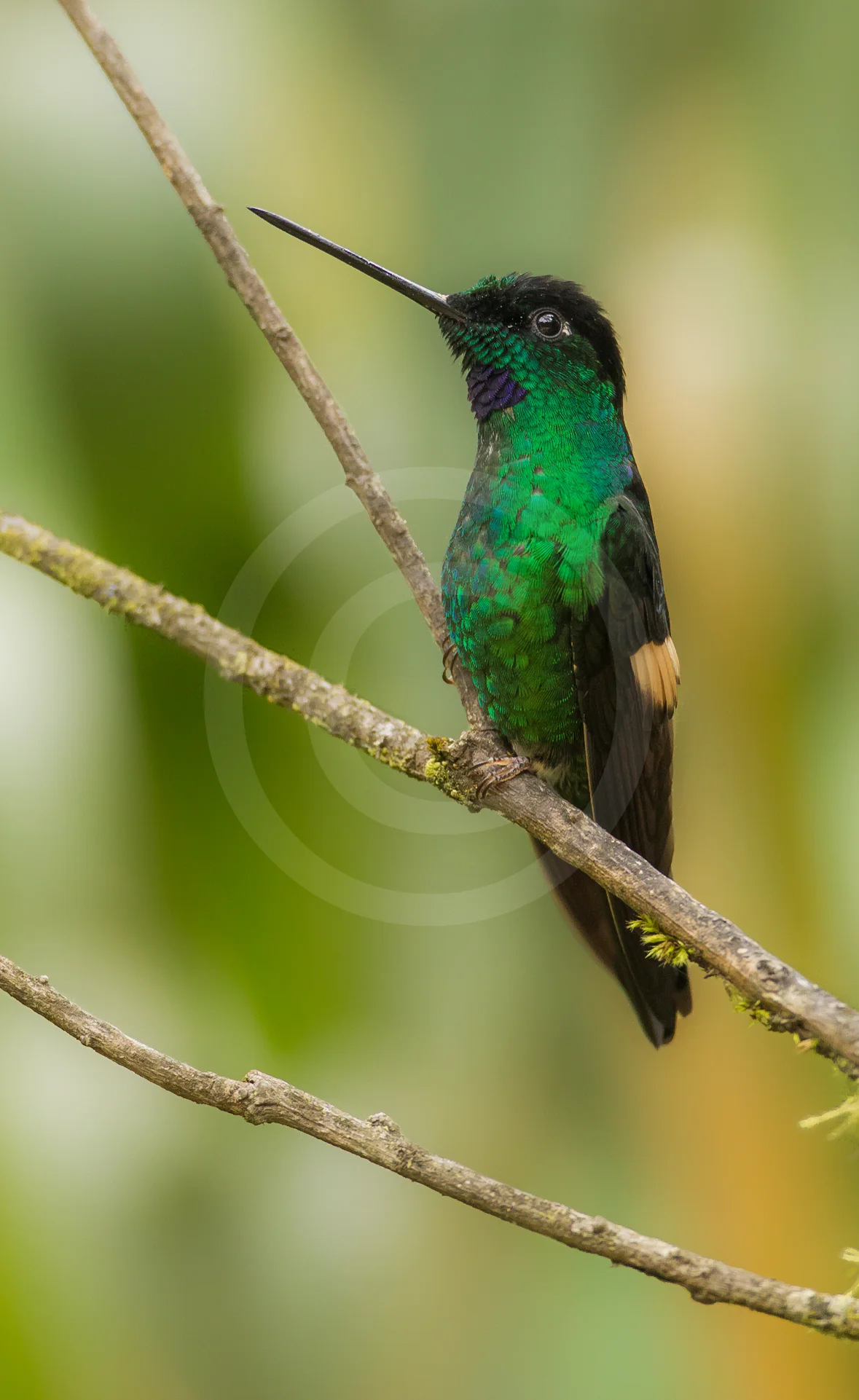 Buff-winged Starfrontlet