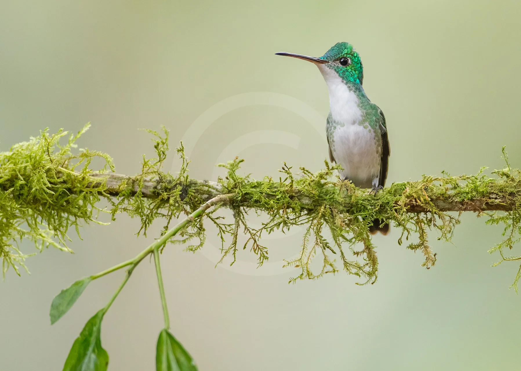 Andean Emerald
