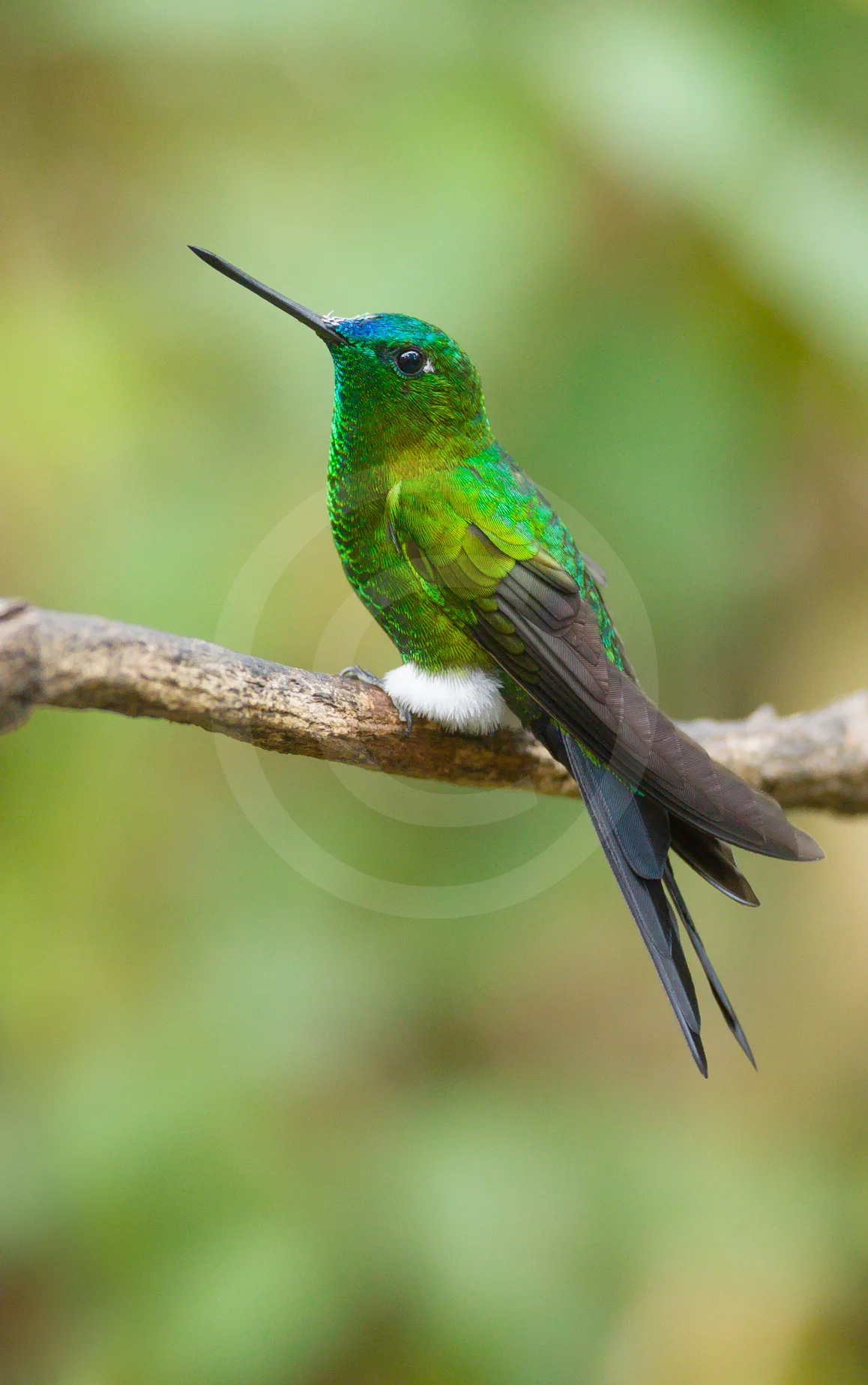 Sapphire-vented Puffleg