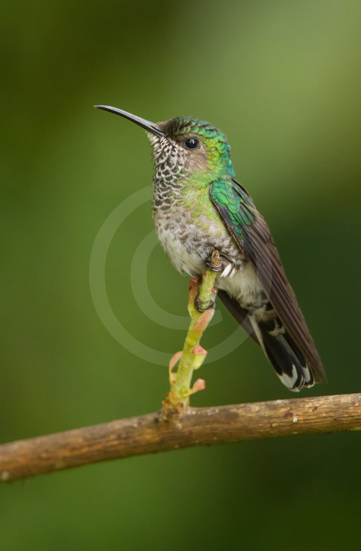 White-necked Jacobin