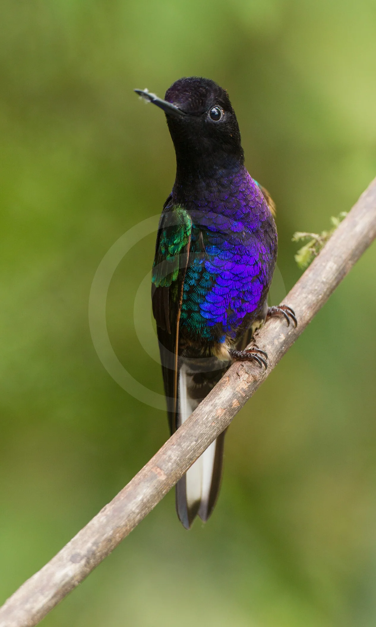 Velvet-purple Coronet