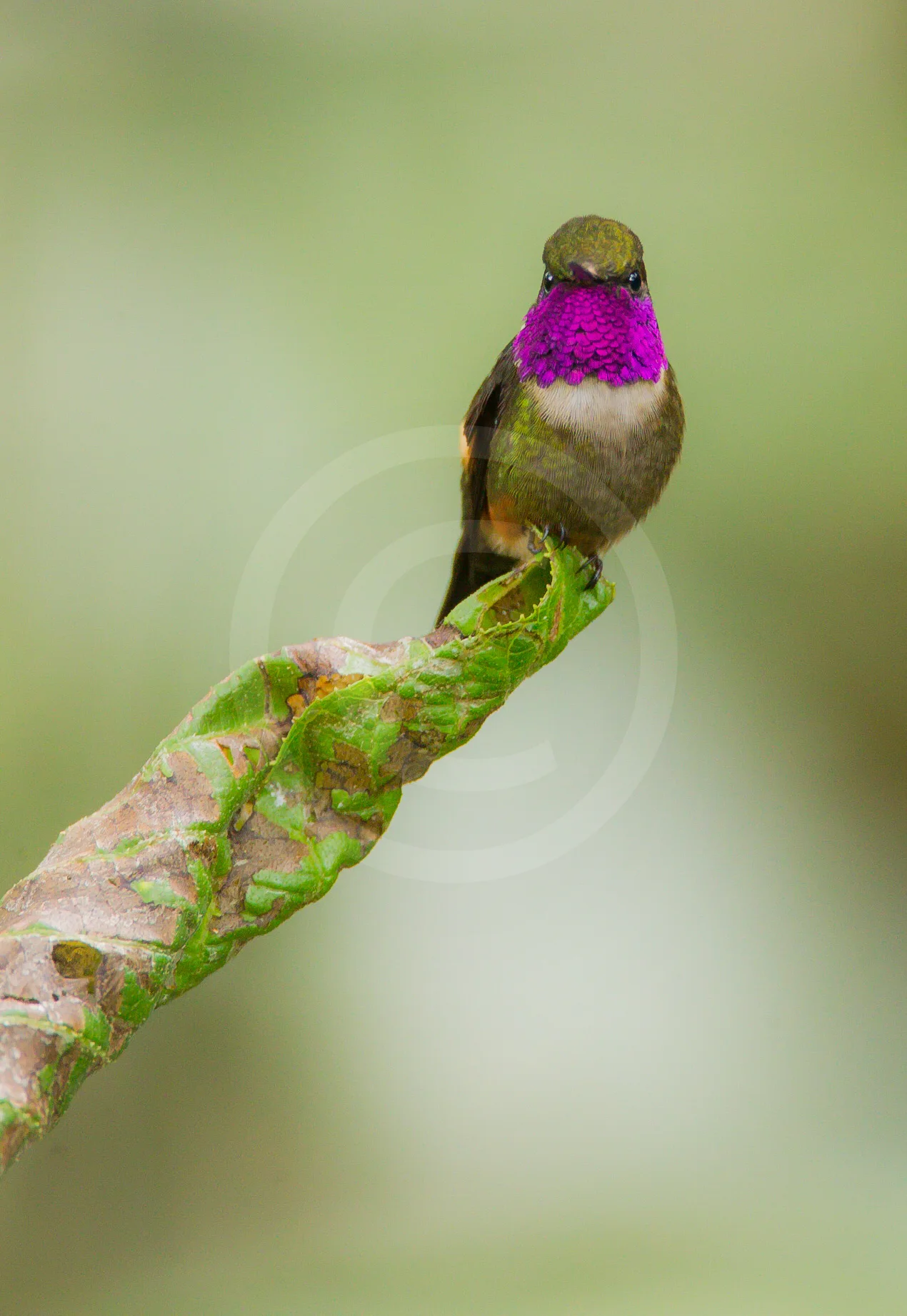 Purple-throated Woodstar