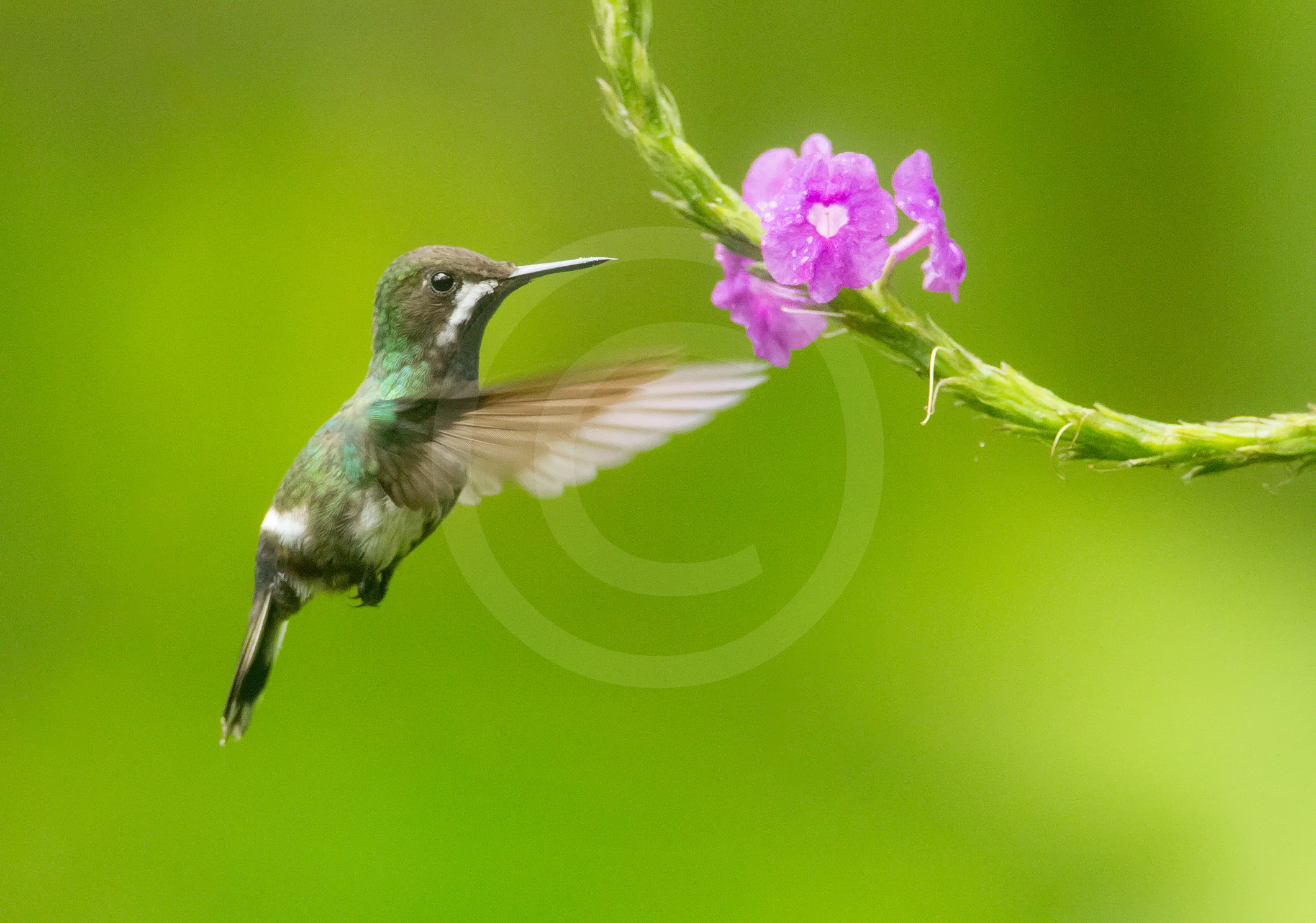 Green Thorntail