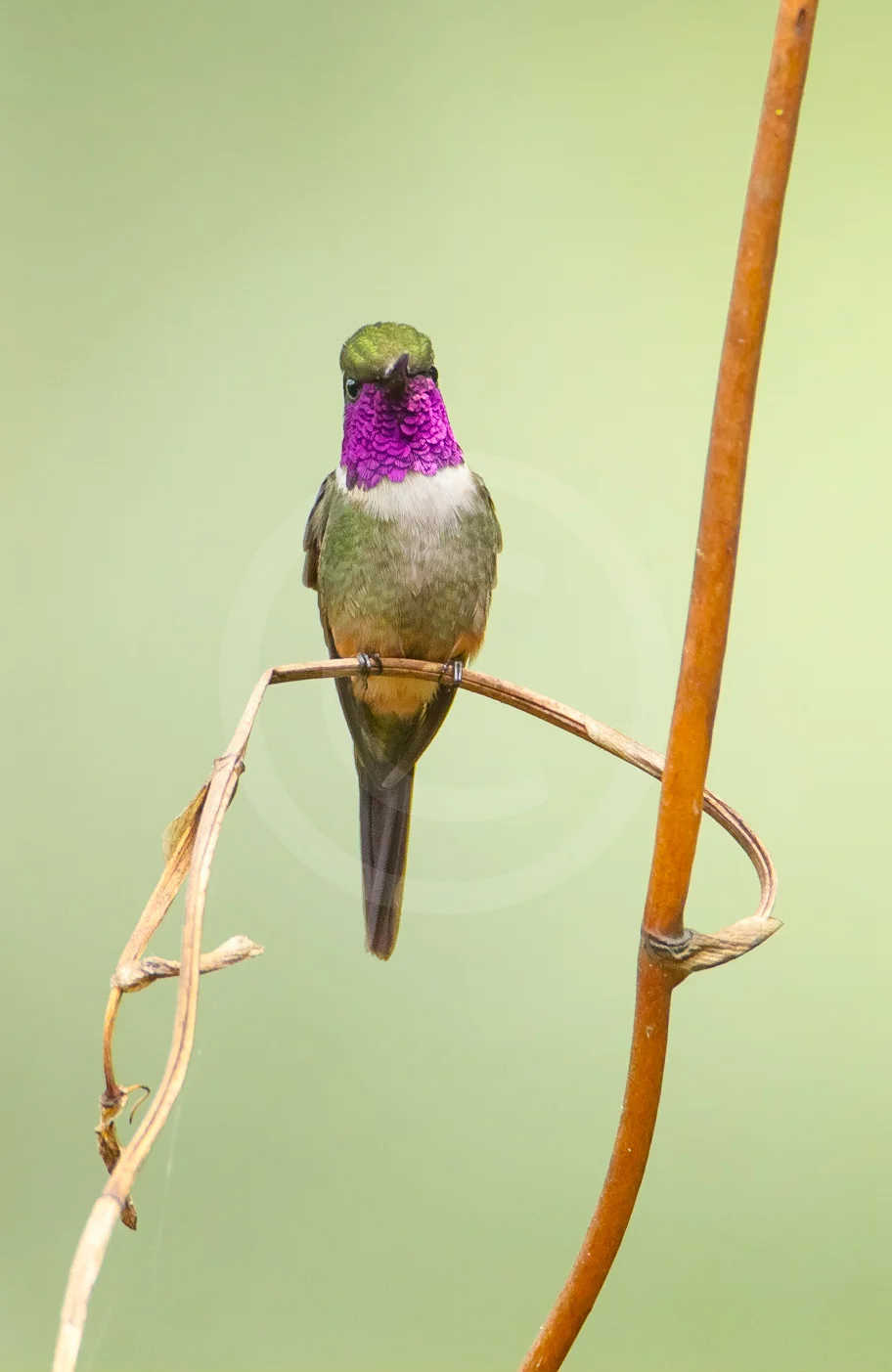 Purple-throated Woodstar