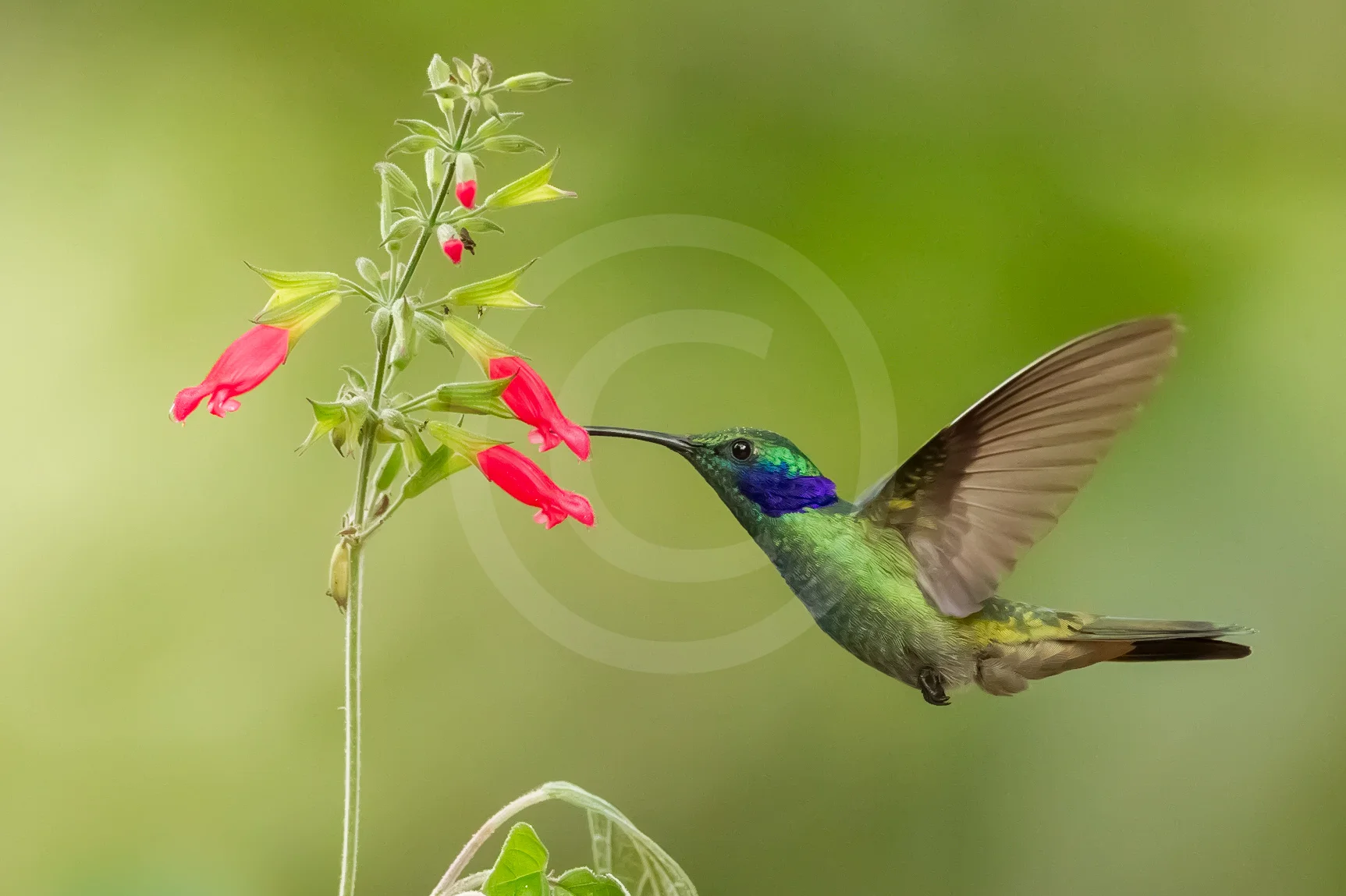 Green Violetear