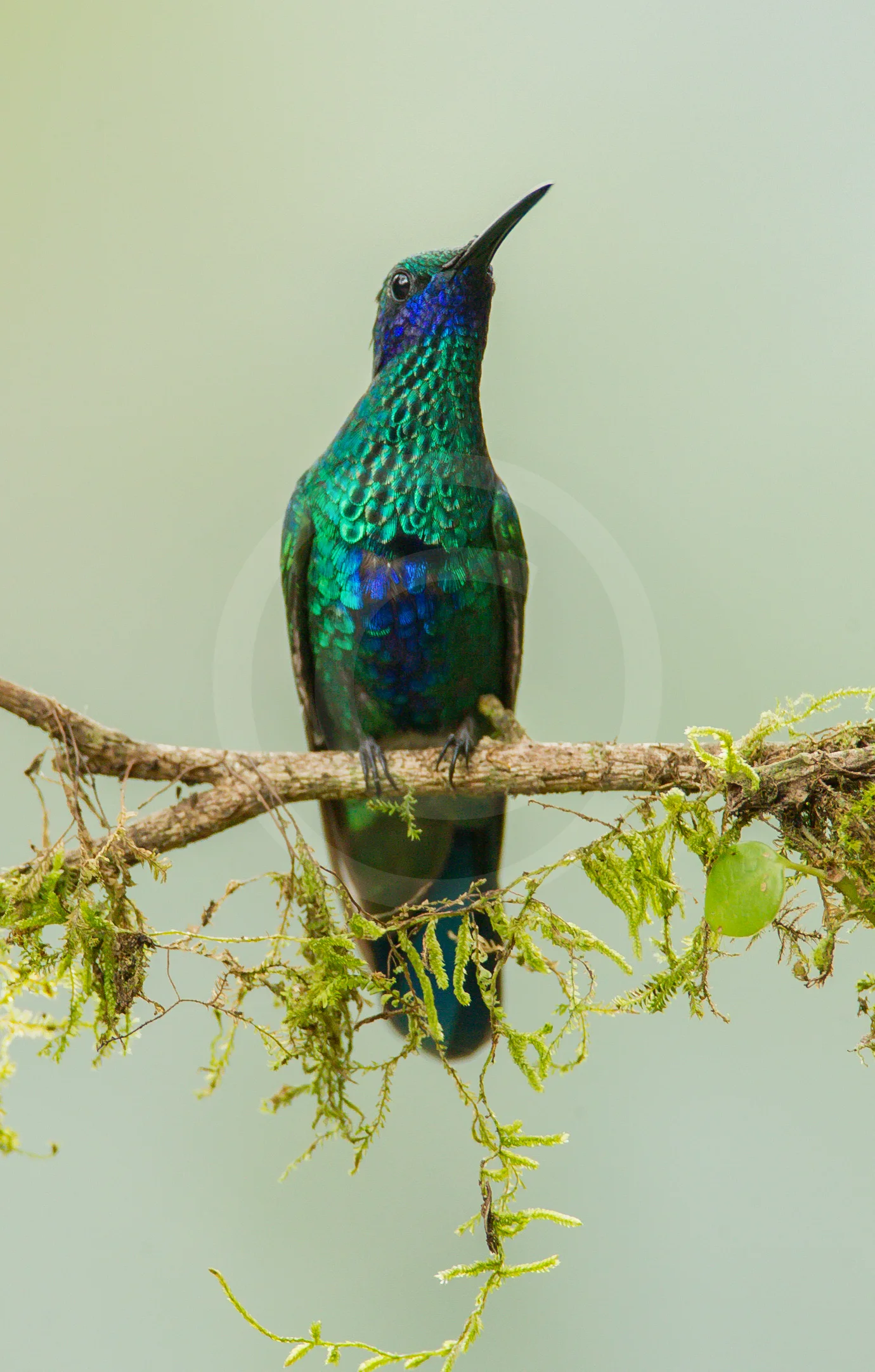 Shining Violetear