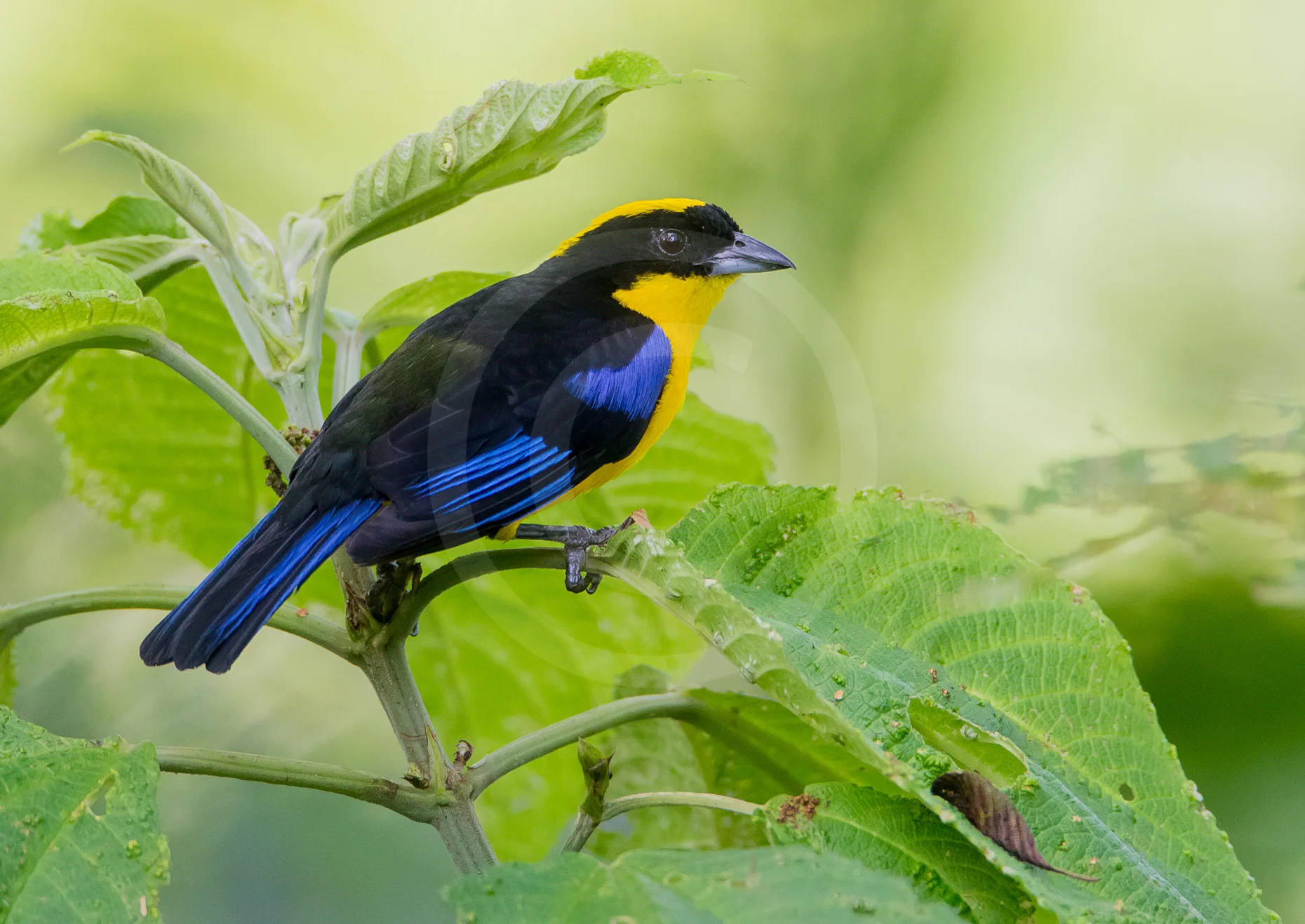 Blue-winged Mountain Tanager