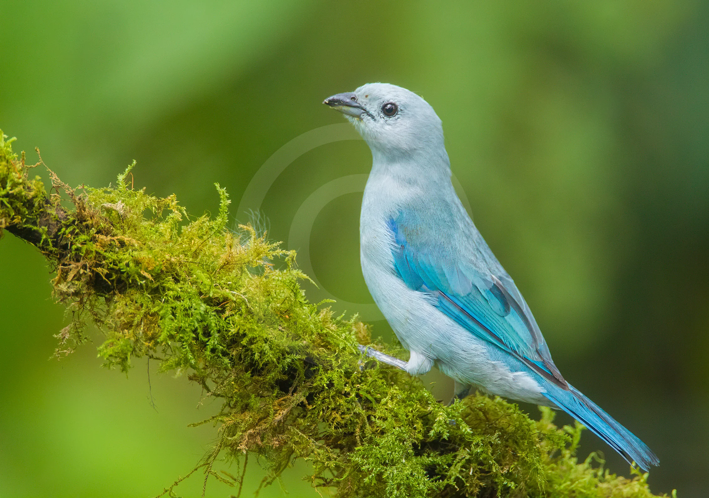 Blue-gray Tanager