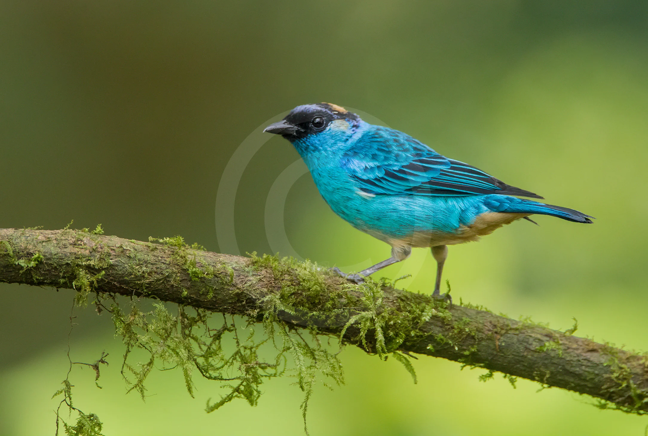 Golden-naped Tanager