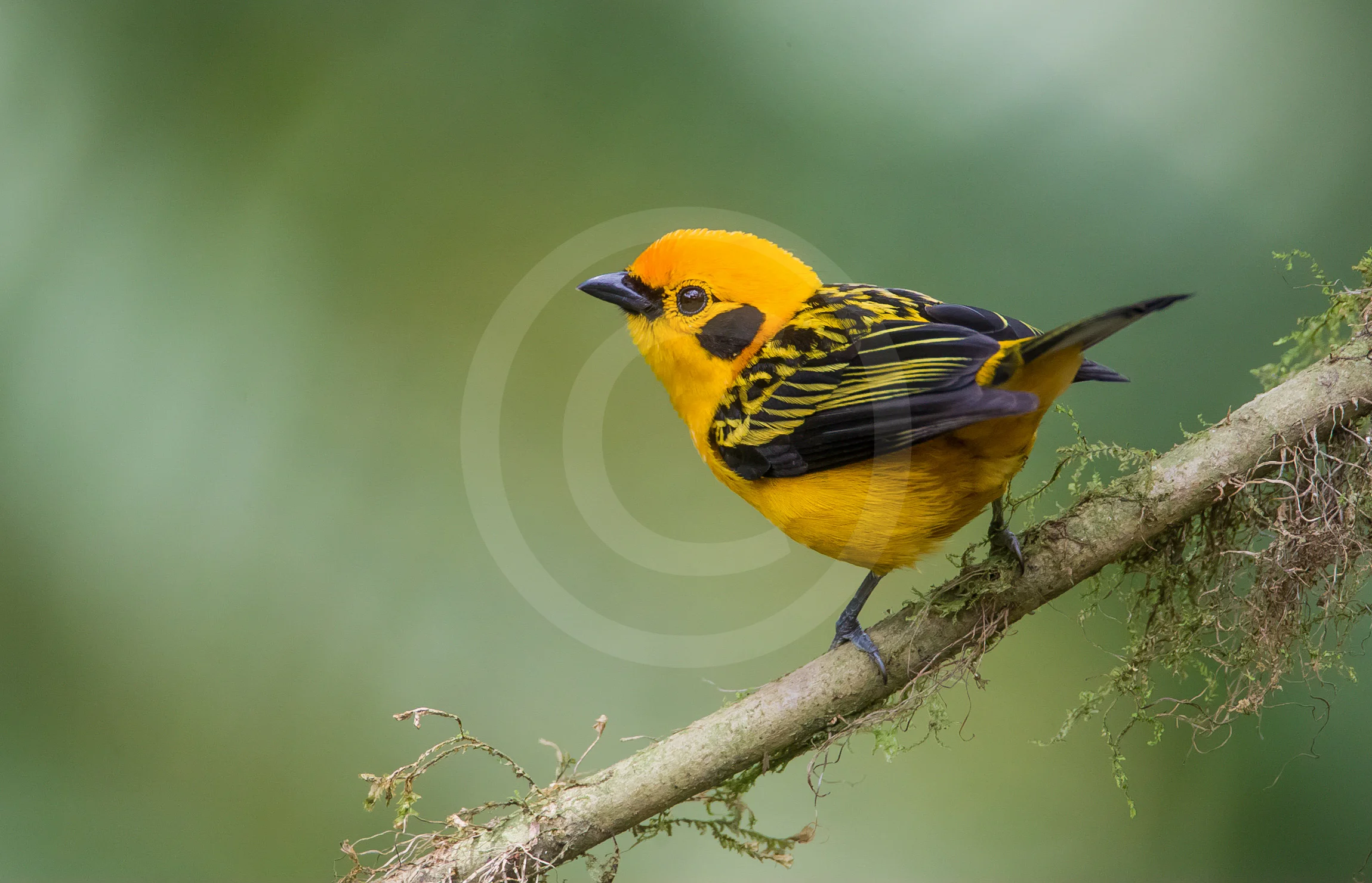 Golden Tanager