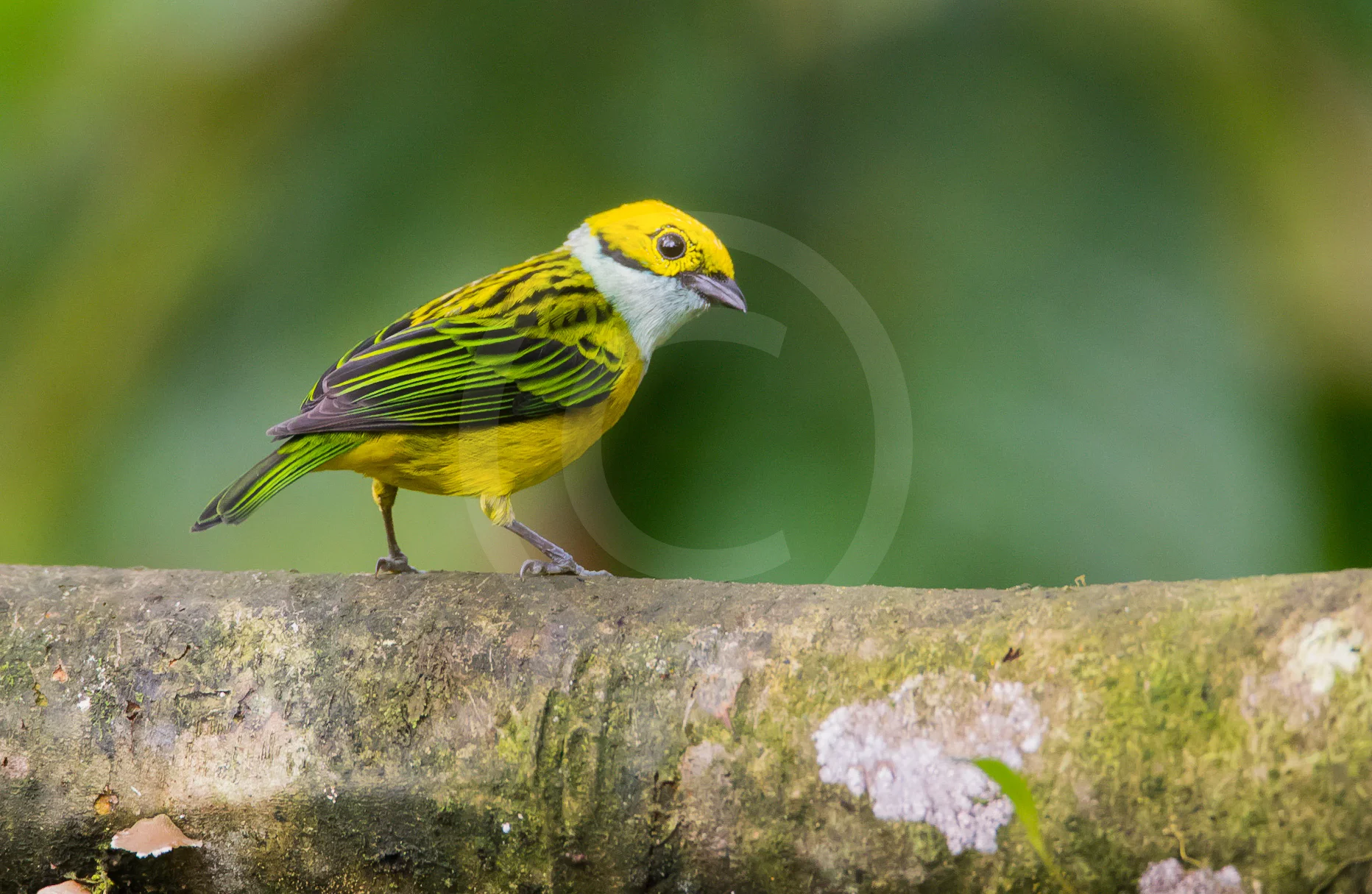 Silver-throated Tanager