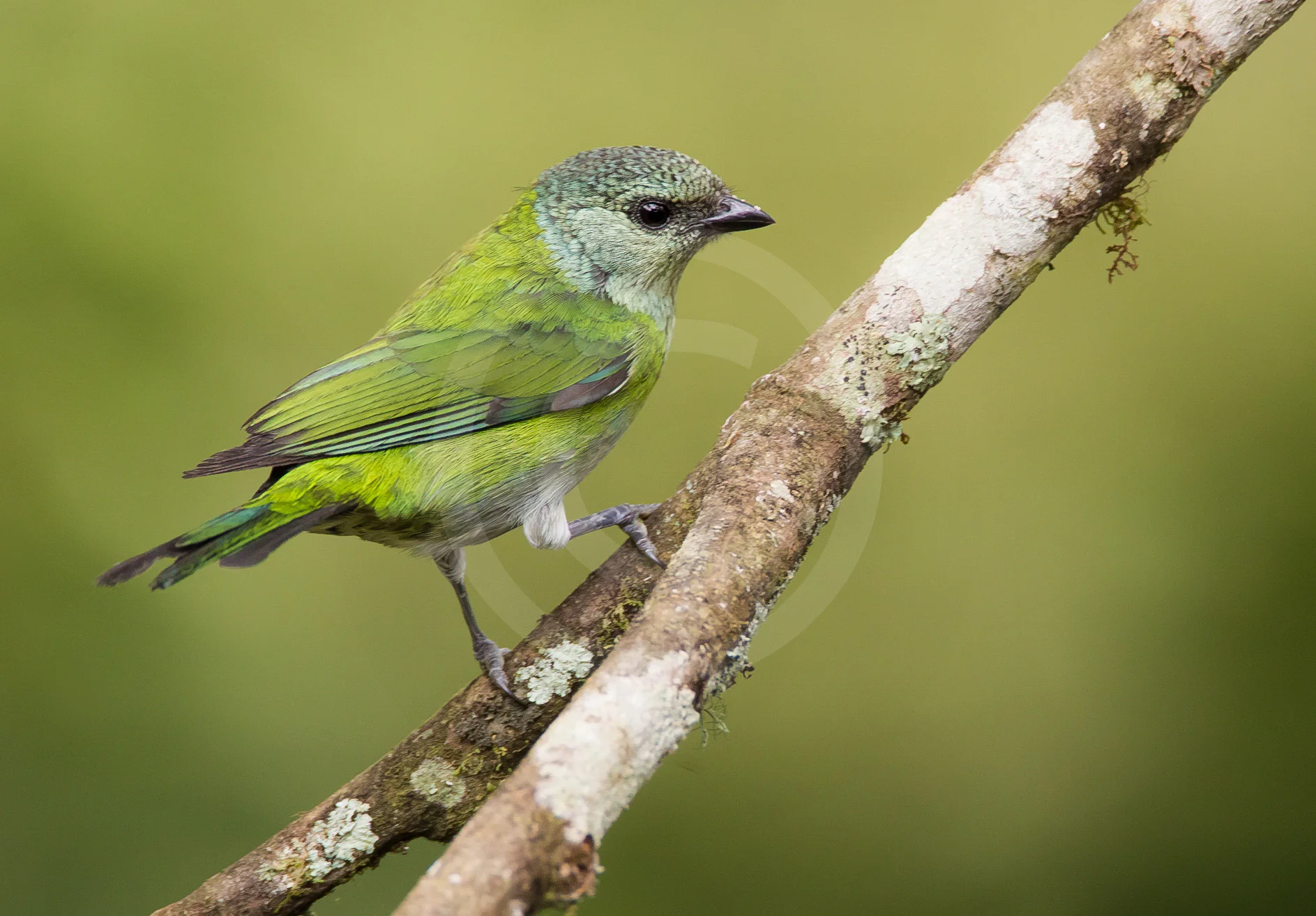 Black-capped Tanager