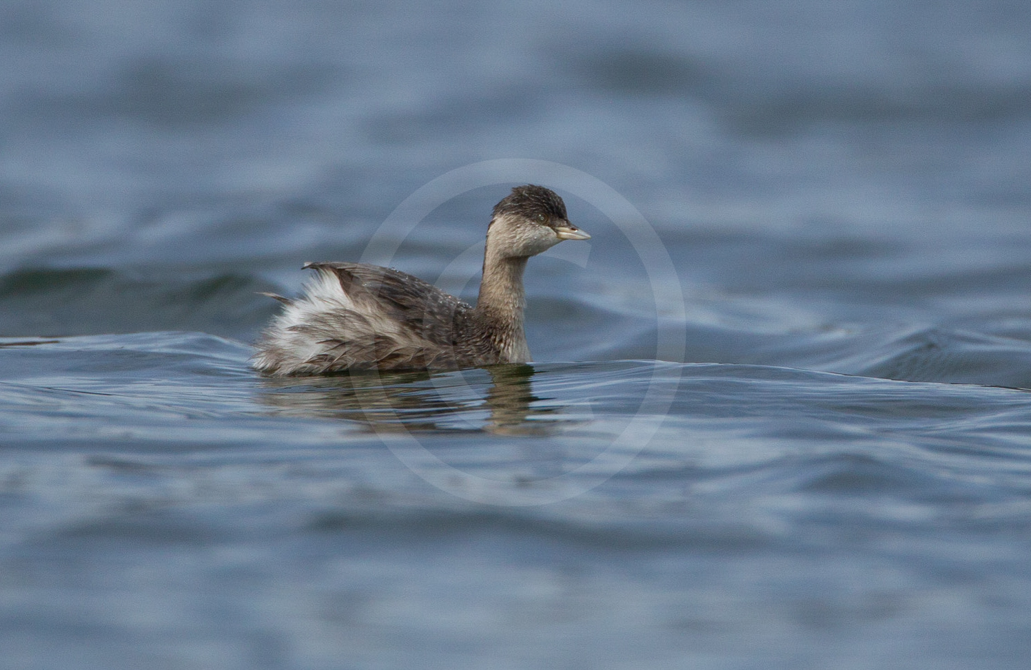Hoary-headed Grebe