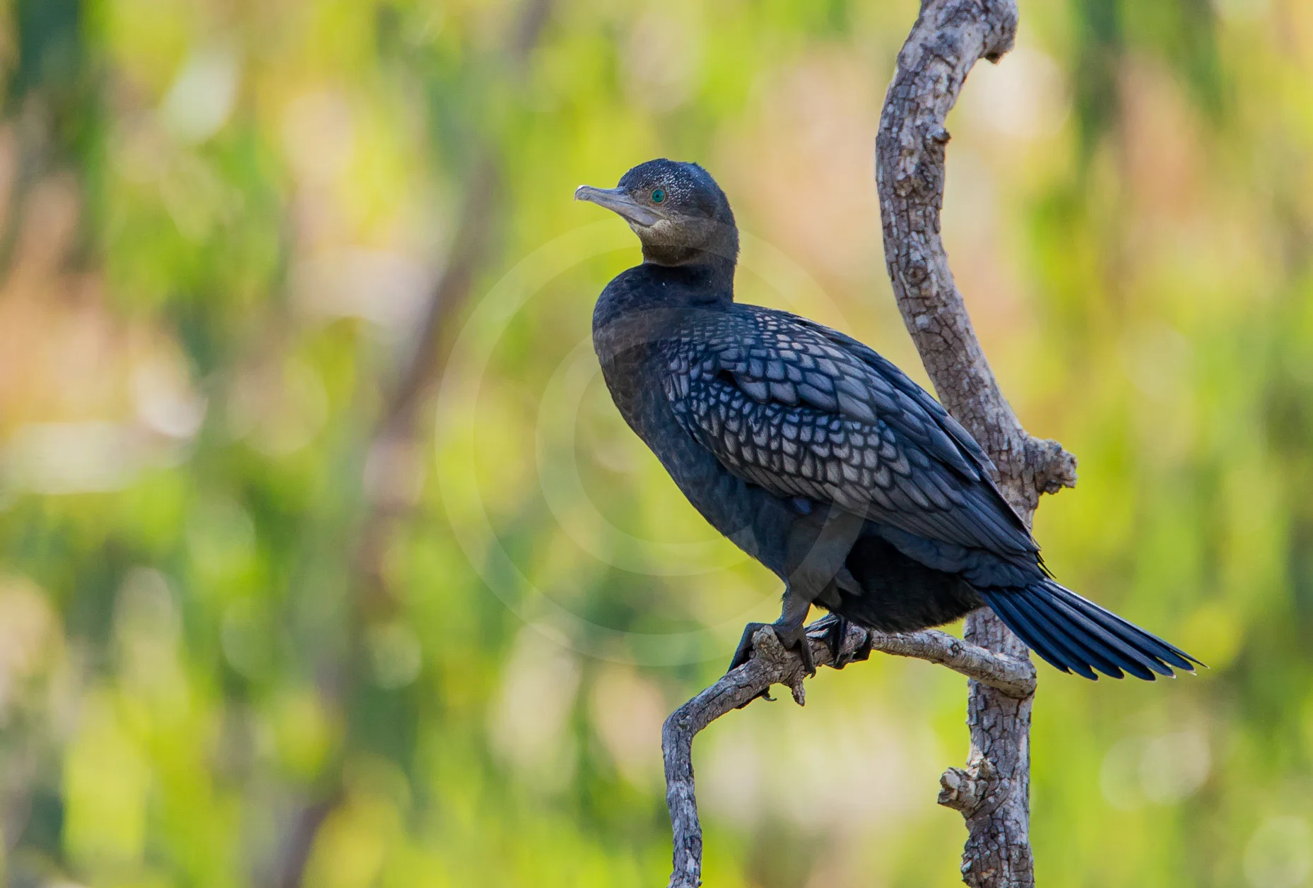 Little Black Cormorant