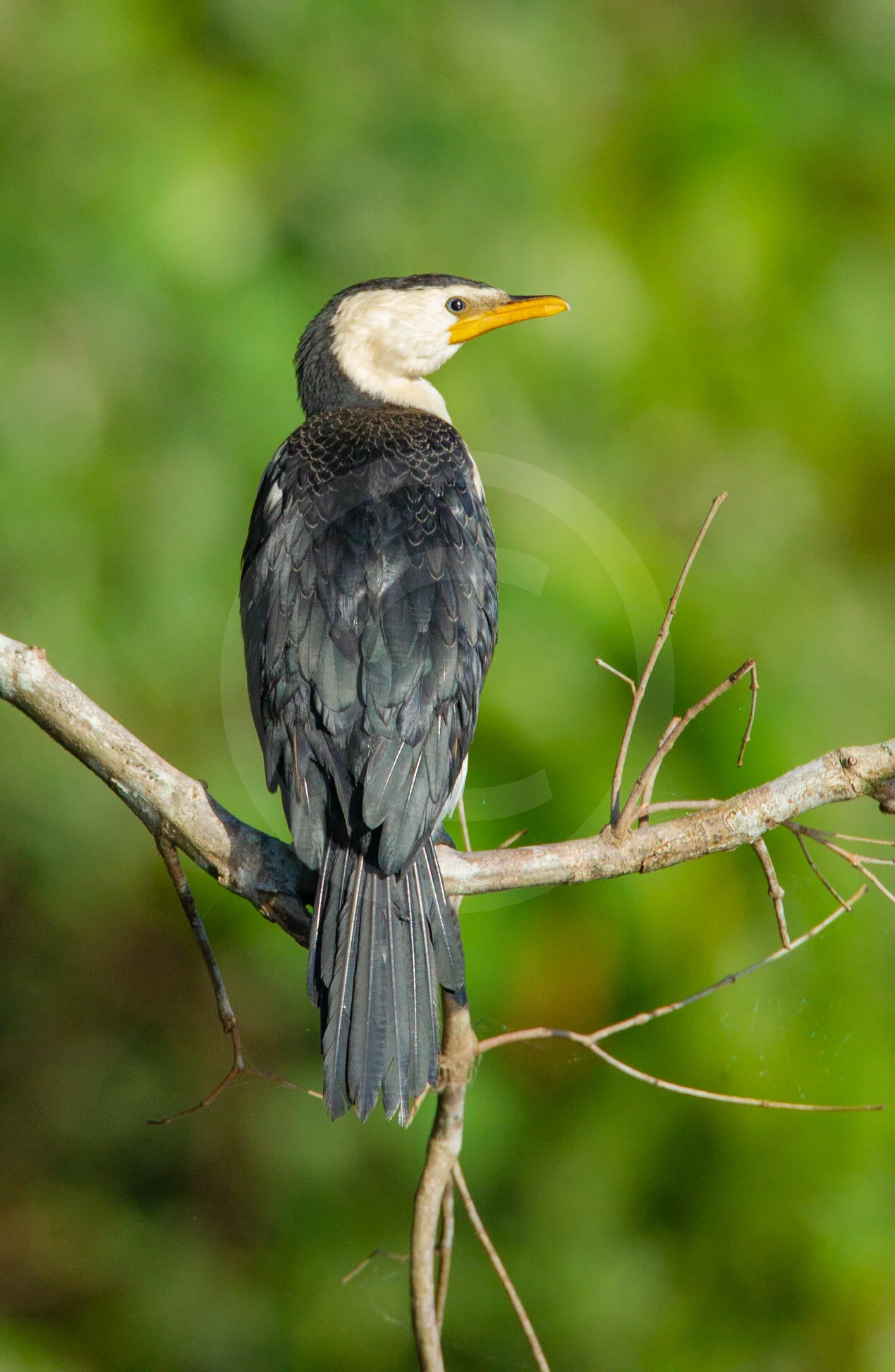 Pied Cormorant