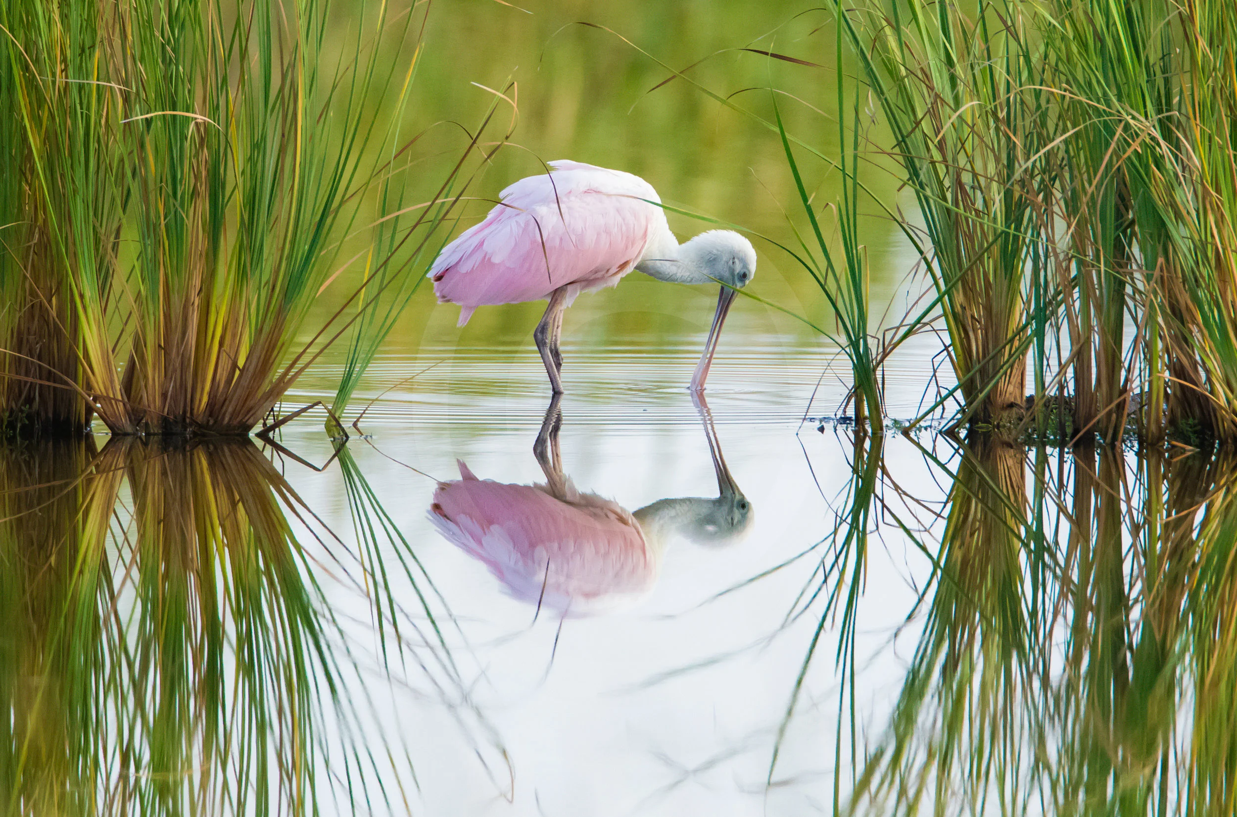 Roseate Spoonbill (Juvenile)