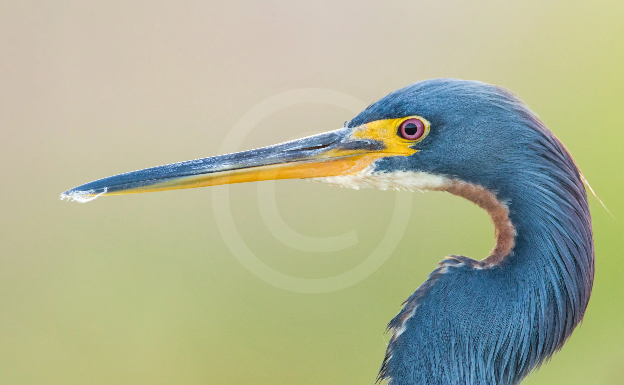 Tricolored Heron