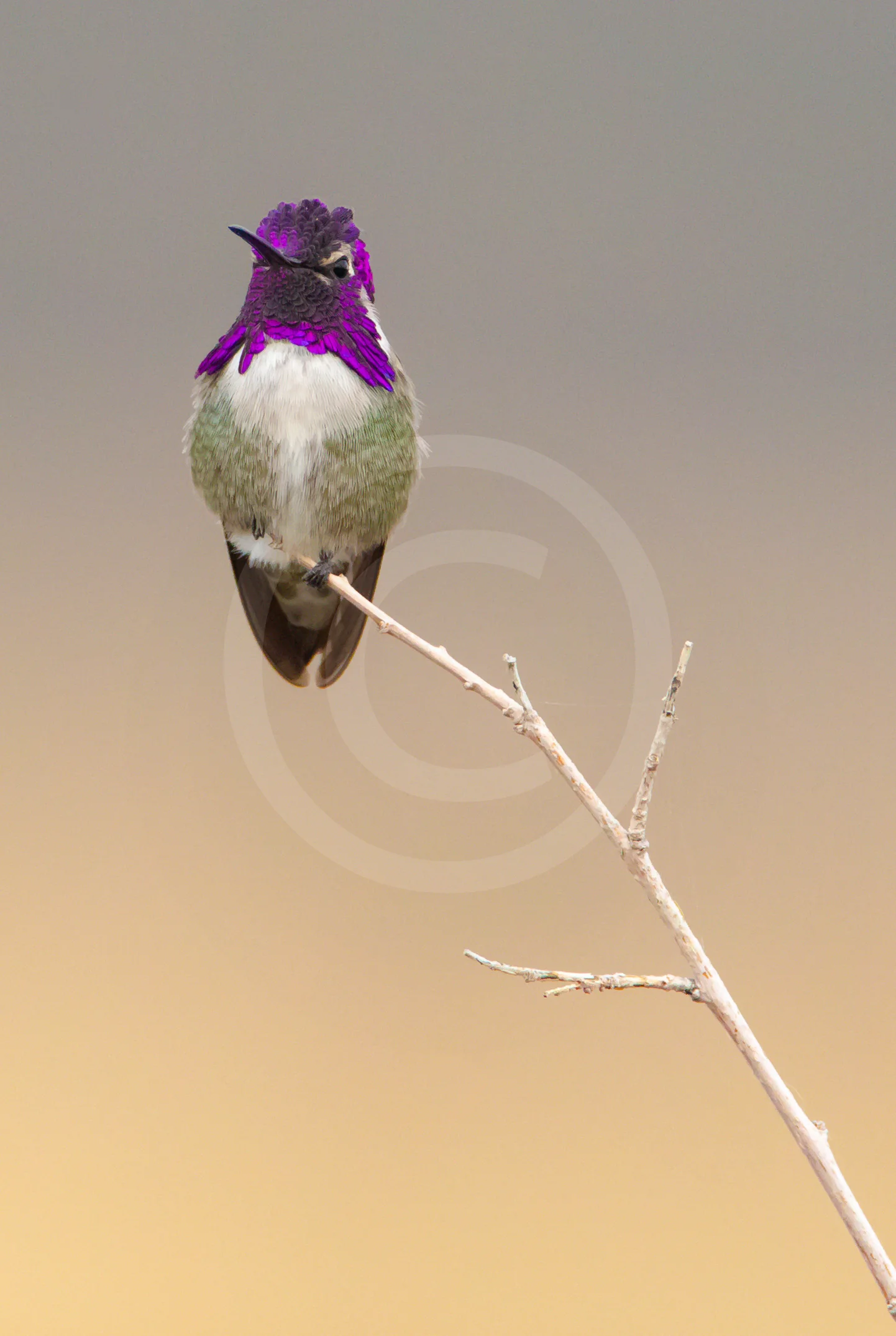 Costa's Hummingbird